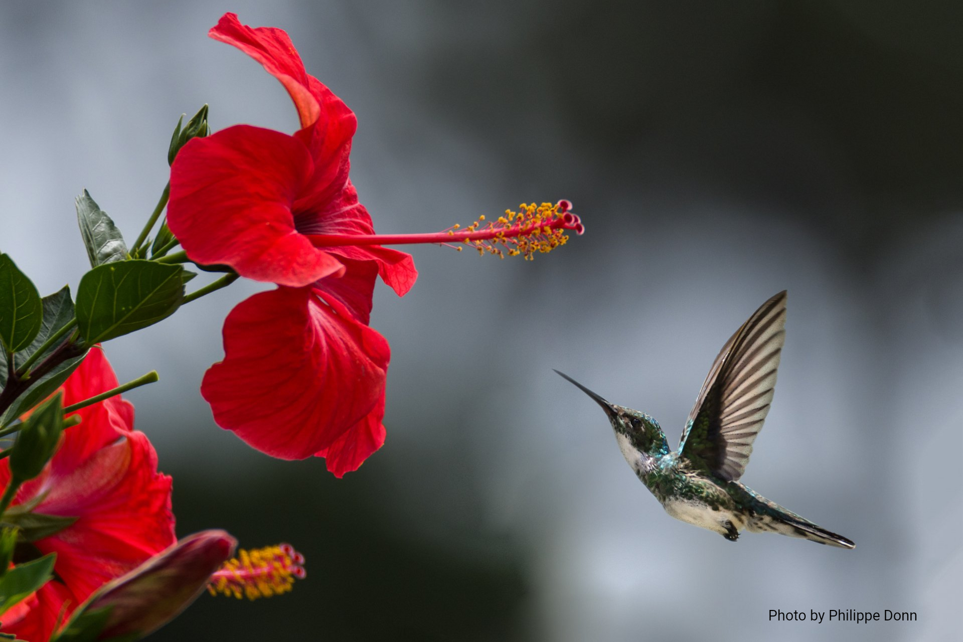 A small hummingbird with iridescent feathers hovers in mid-air near vibrant red hibiscus flowers.
