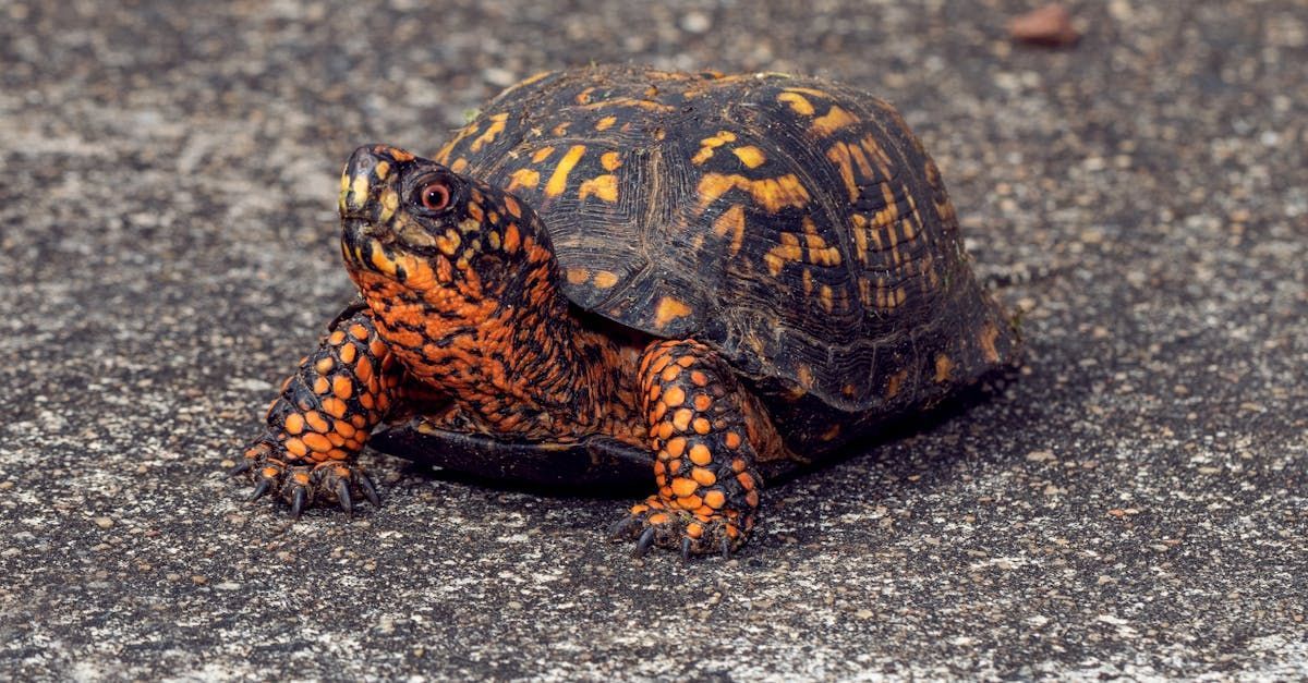 Box turtle with orange and black markings on a gray surface.