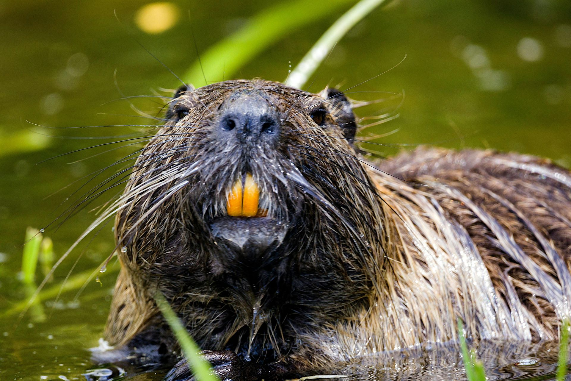 A close-up of a wet beaver with distinctive bright orange front teeth, peering out from murky green water with tall grass.