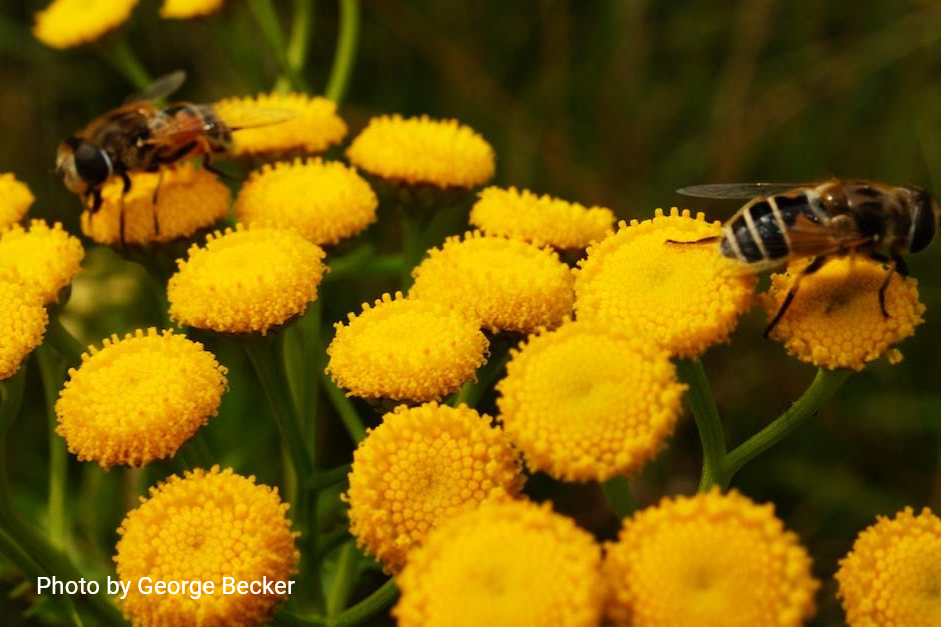 Two hoverflies pollinate a cluster of bright yellow tansy flowers.