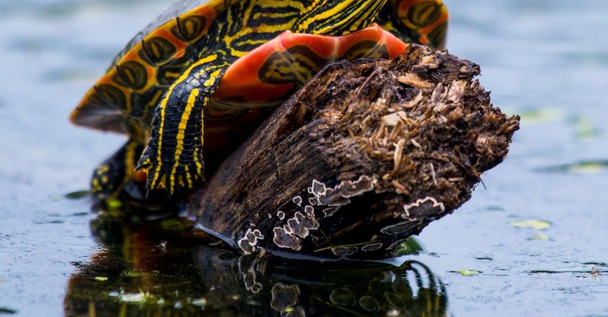 Painted turtle on a log in water, orange and black shell visible.