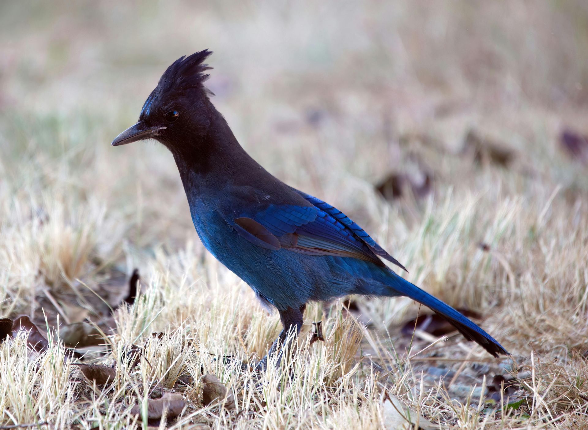 Steller's jay with dark blue body and crest, foraging in dry grass.