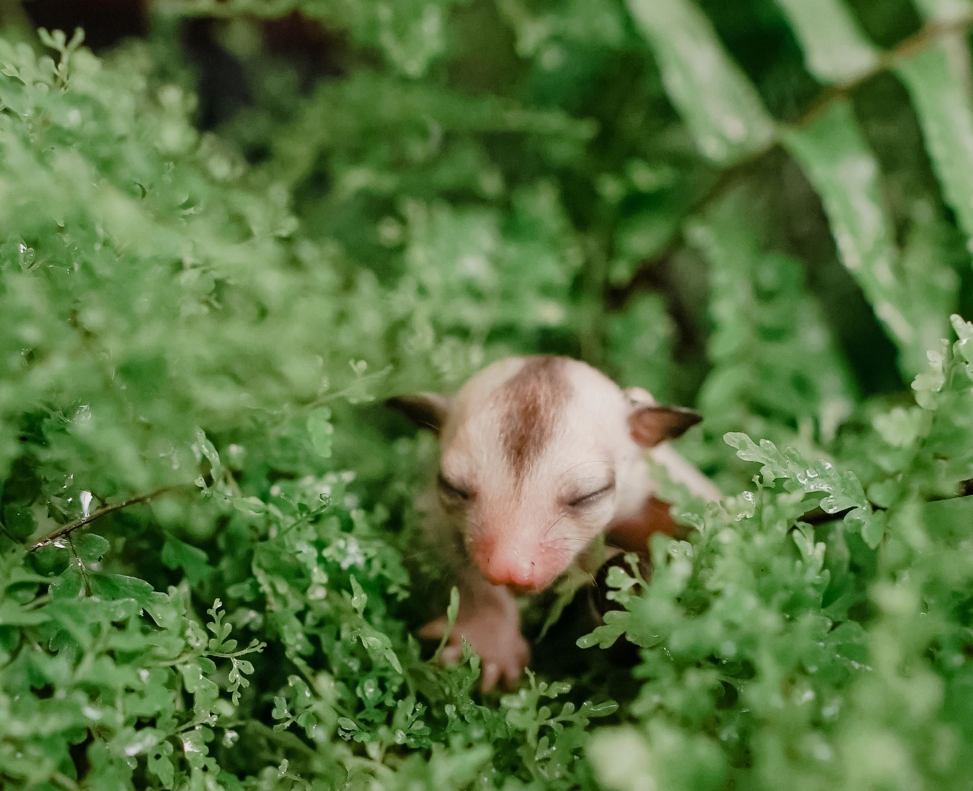 Sugar glider with closed eyes nestled in lush green ferns.