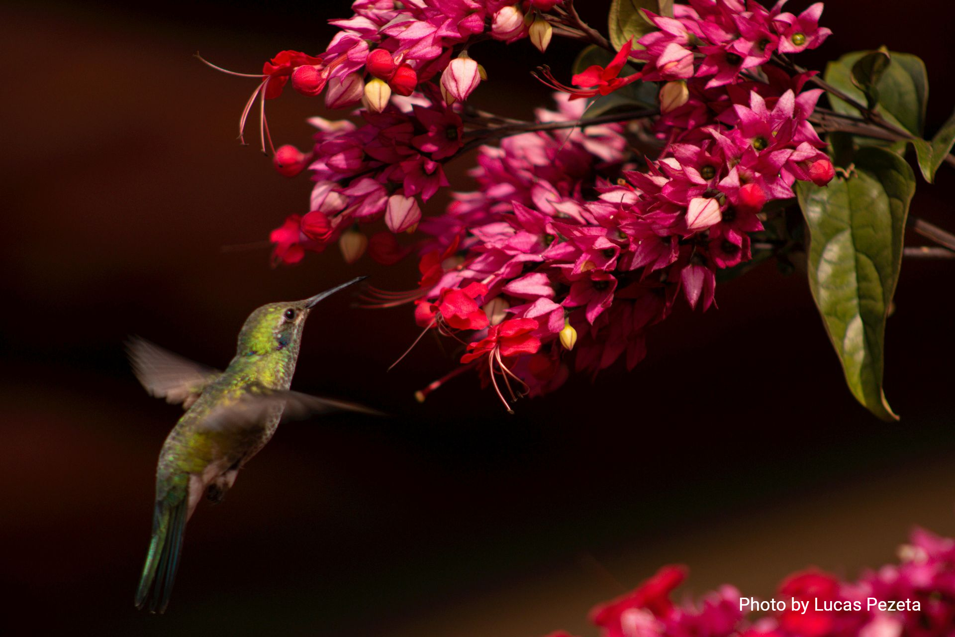 A small green hummingbird hovers to feed on a cluster of vibrant pink and red flowers.