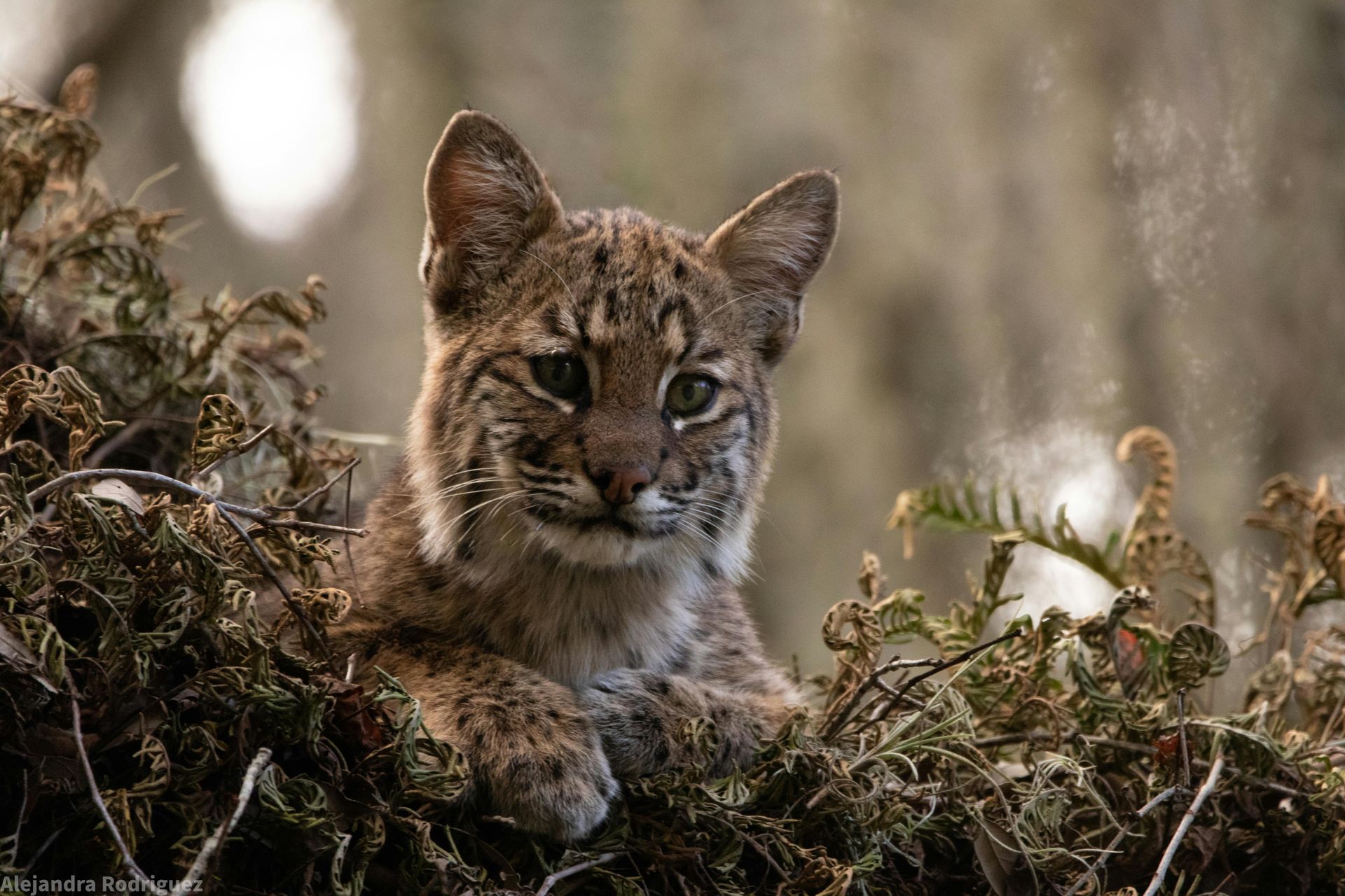 Bobcat cub peering out of dense, brown and green foliage.