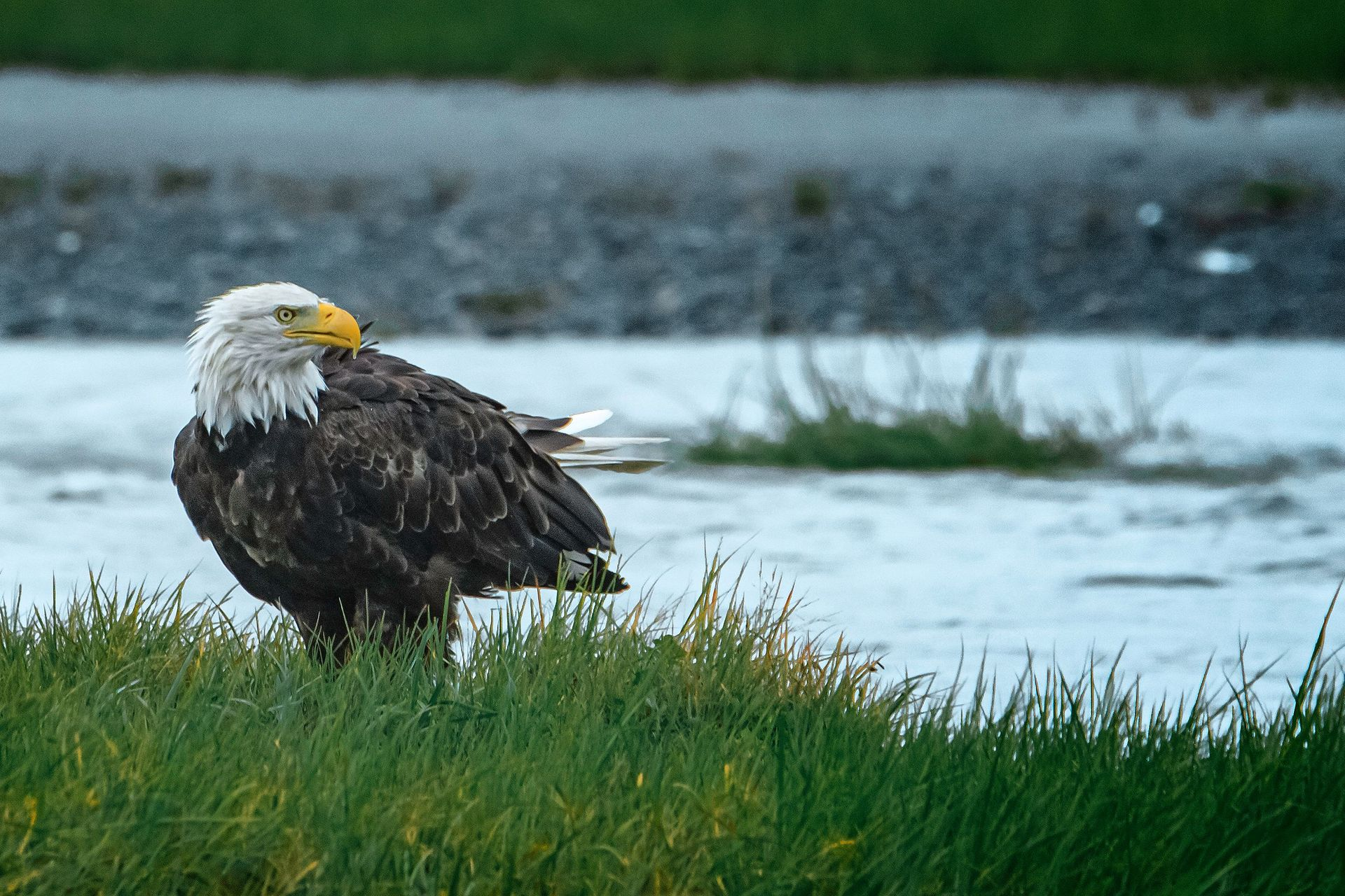 Bald eagle standing in green grass beside a rocky shoreline and water.