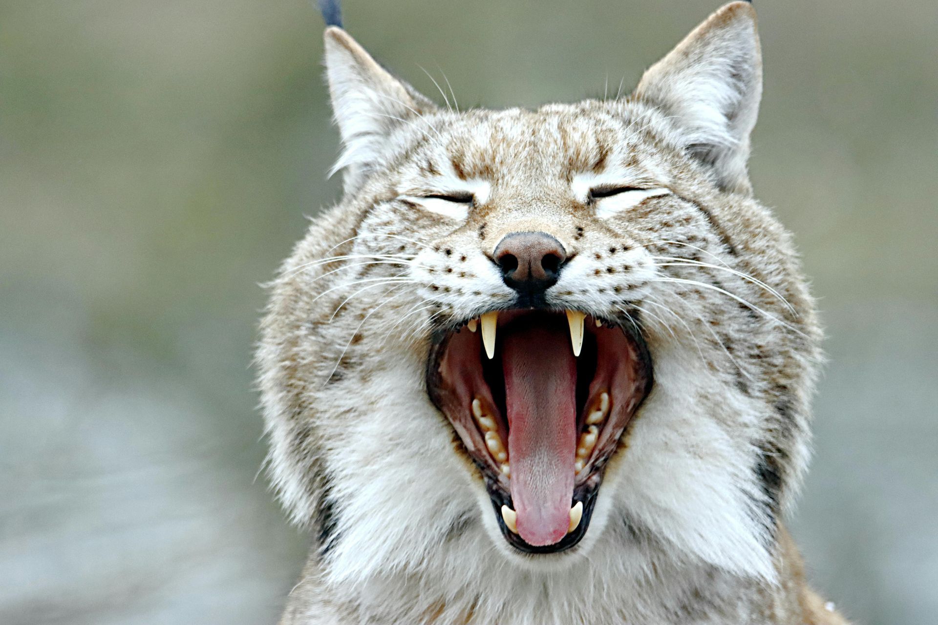 Lynx yawning, mouth open, showing teeth. Beige fur, green eyes, outdoor setting.