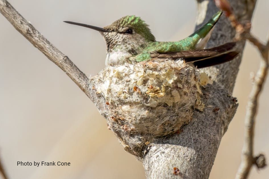 A small hummingbird with iridescent green feathers sits nestled in a cup-shaped nest built on a tree branch.