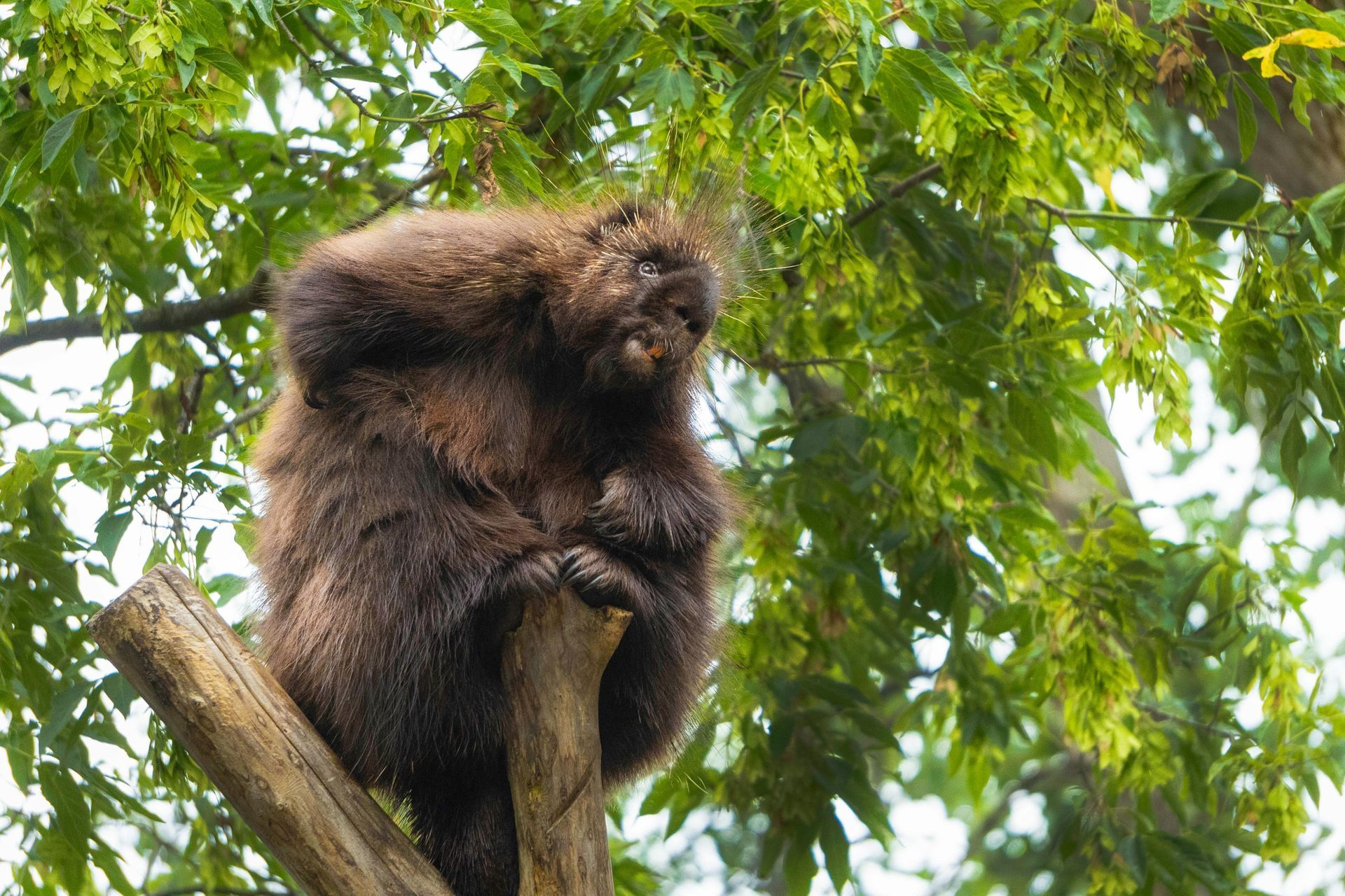 A brown porcupine perched in a tree, surrounded by green foliage.