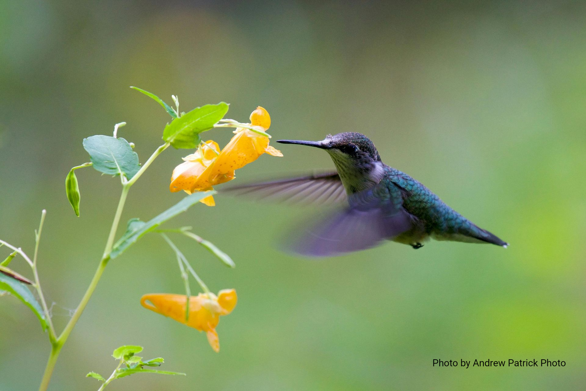 A hummingbird hovers mid-air, feeding from a vibrant orange flower against a soft, green background.