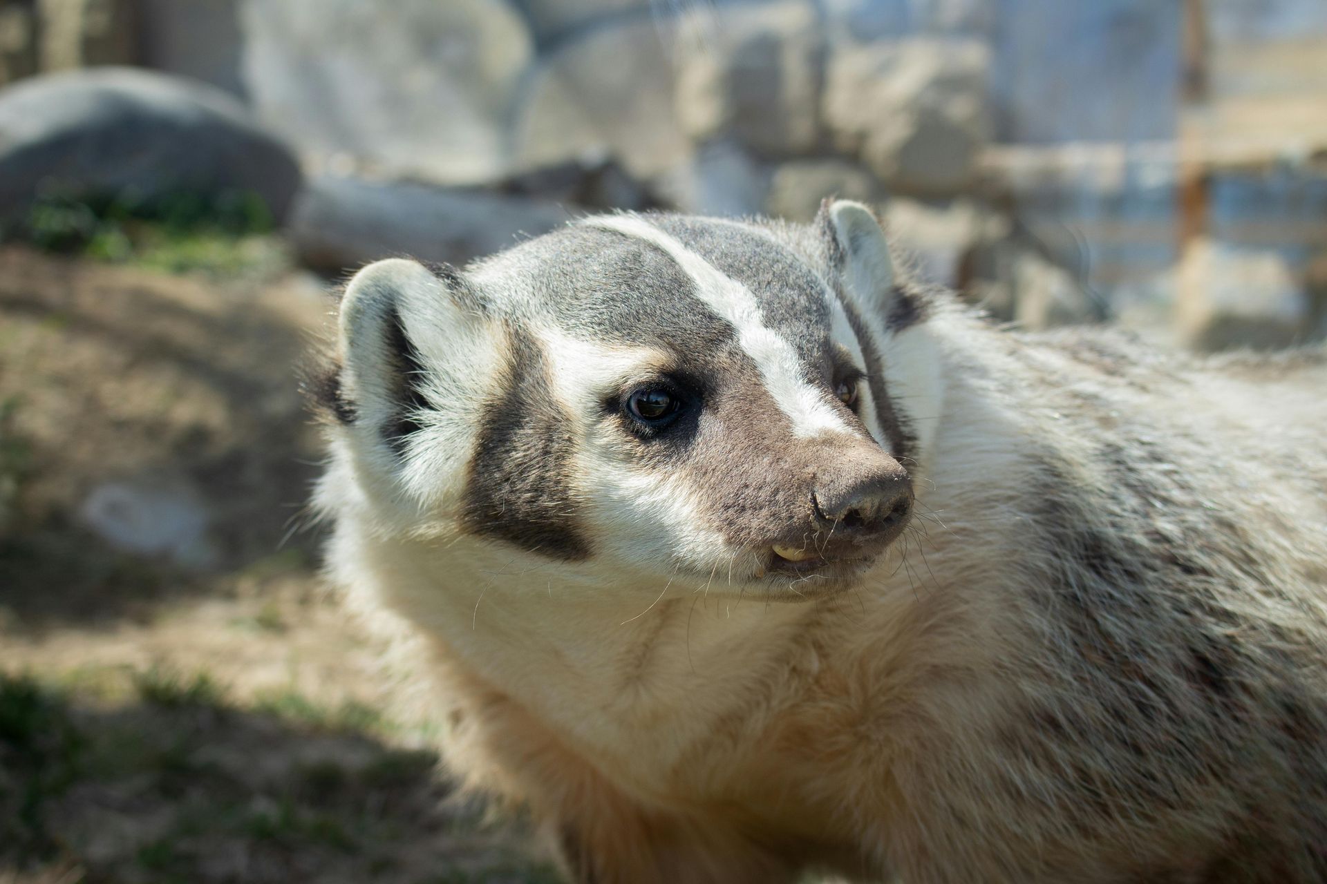 Badger with gray and white markings, outdoors, looking right.