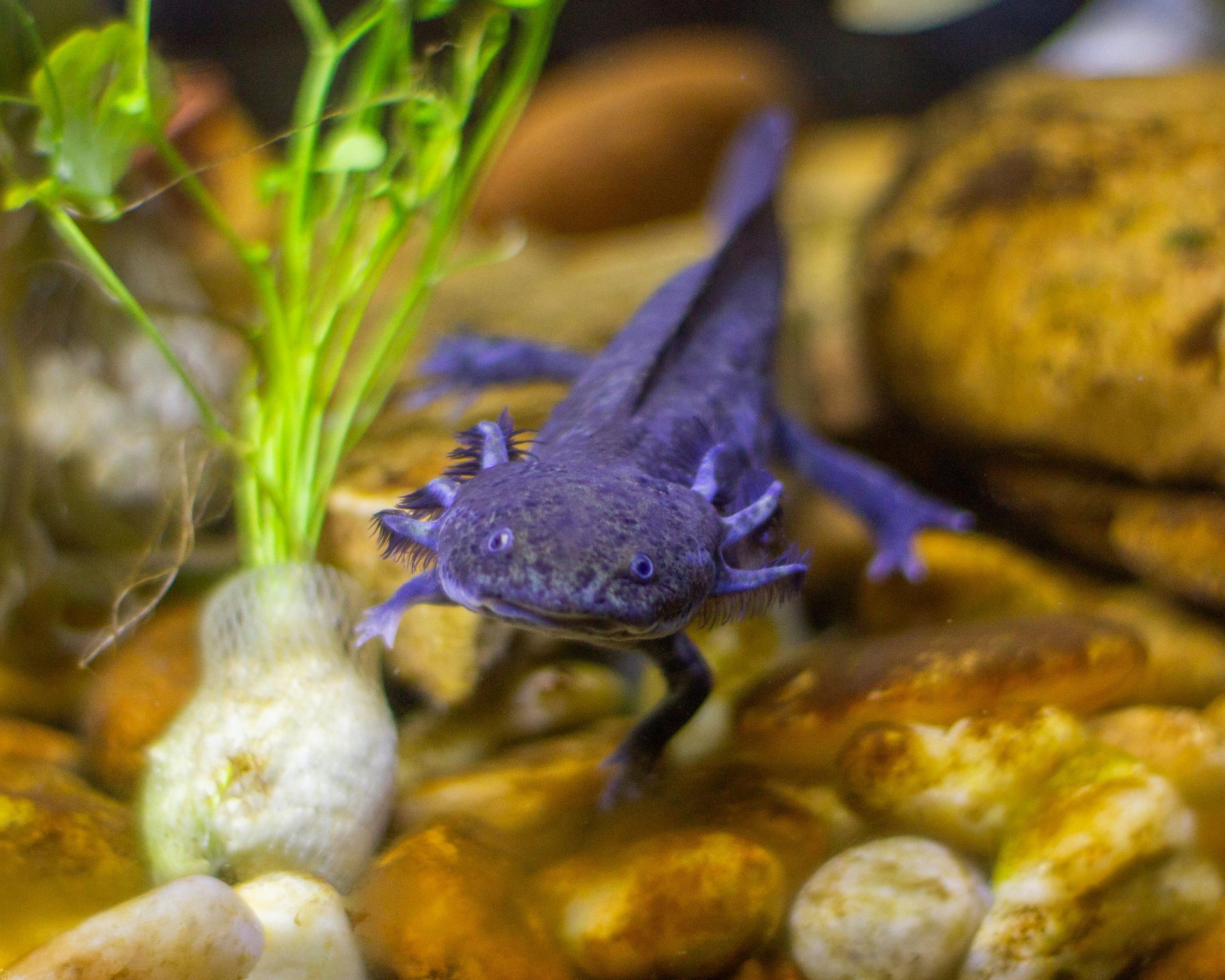 Dark purple axolotl in an aquarium with plants and rocks.