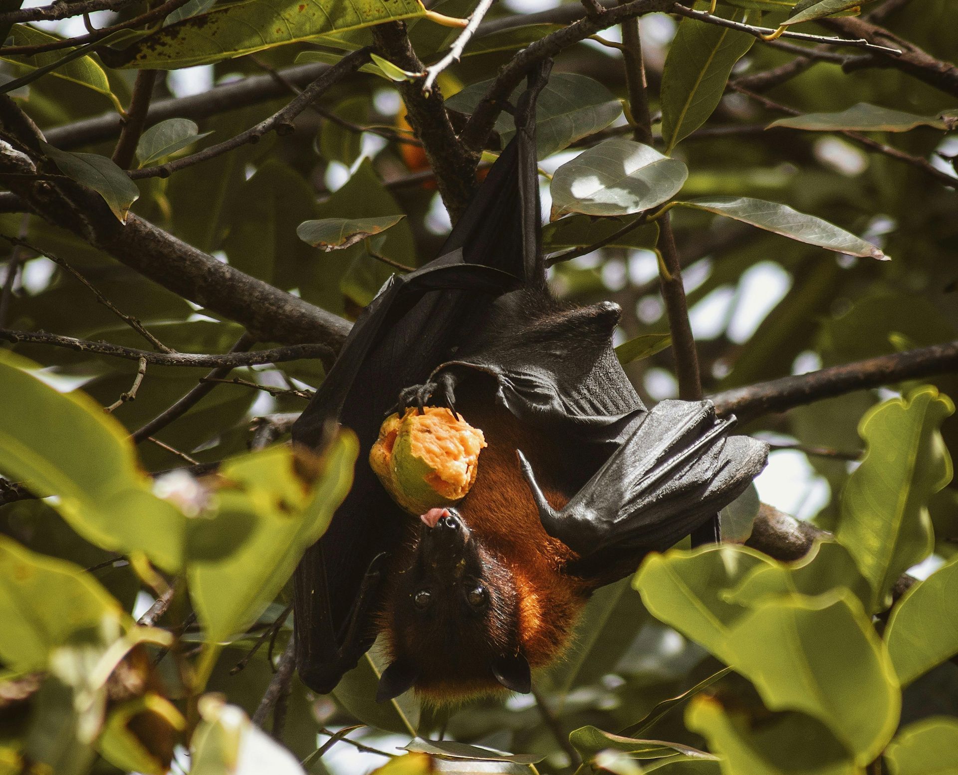 Bat hanging upside down eating fruit in a tree.