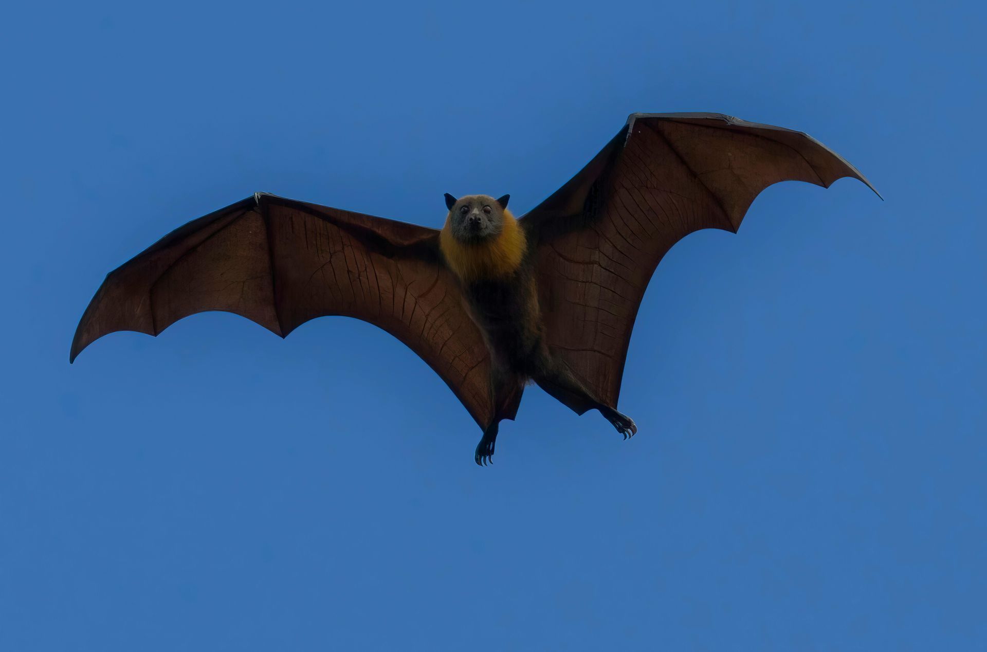 Bat with dark brown wings, flying in a blue sky.