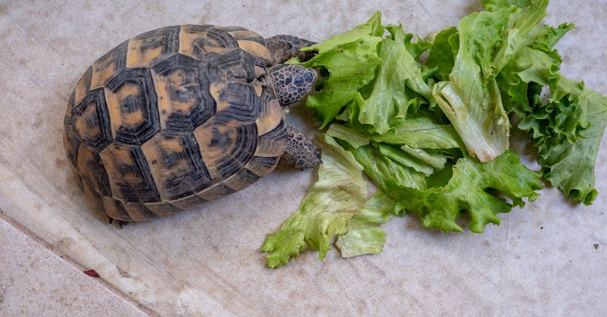 Tortoise eating green lettuce on a light-colored surface.