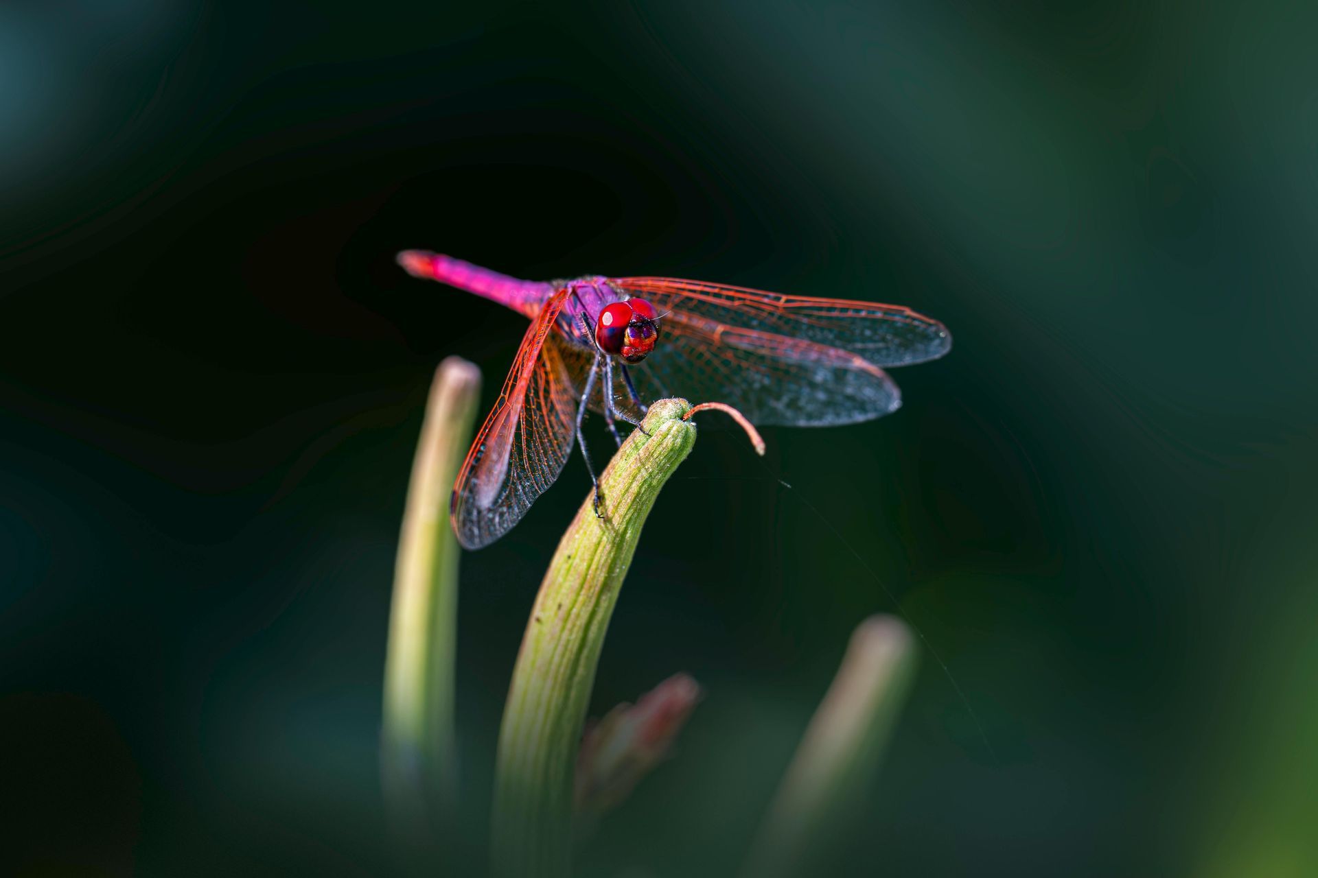 Red dragonfly perched on a green blade of grass against a blurred dark background