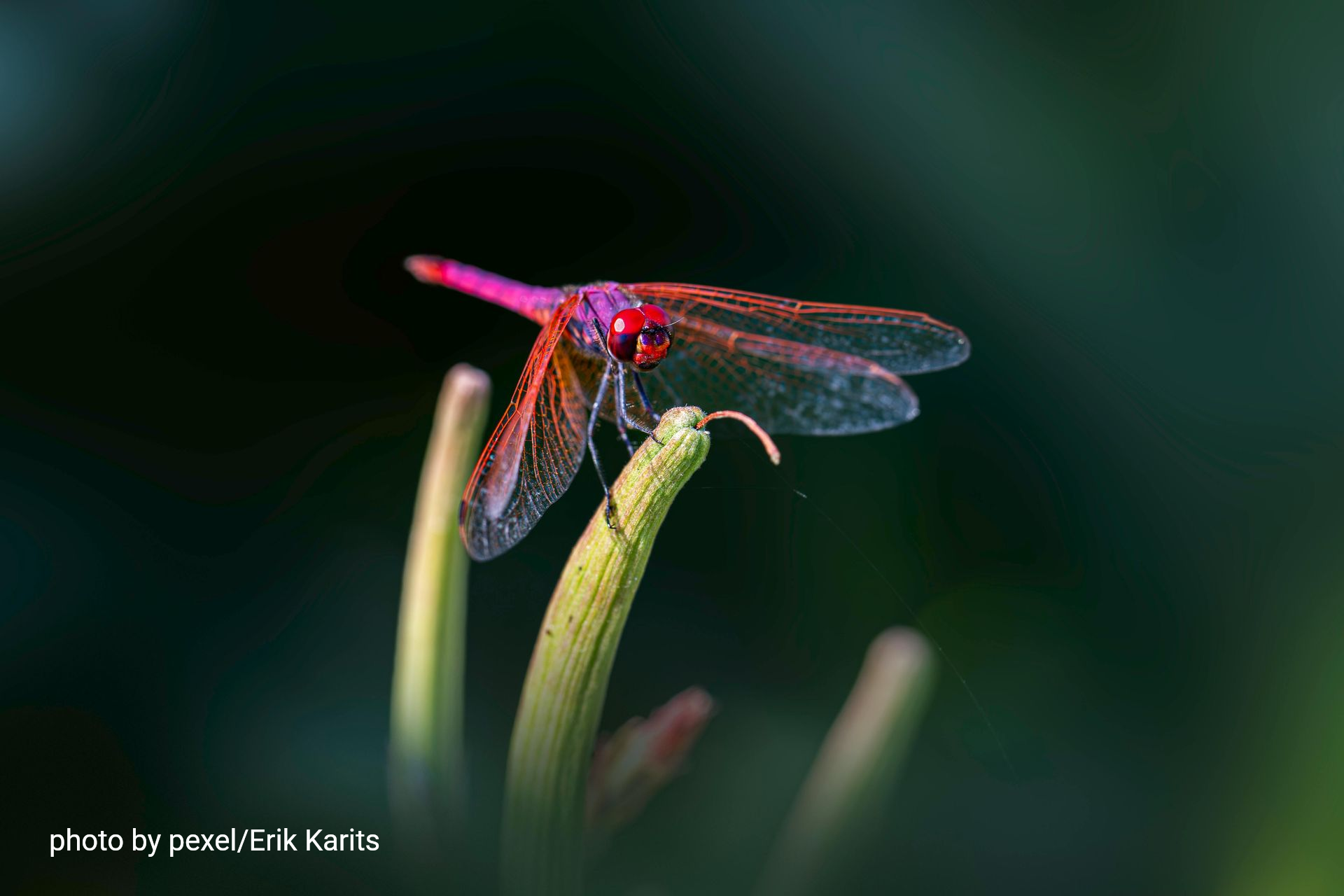 Red dragonfly perched on a green leaf against a dark, blurred background.