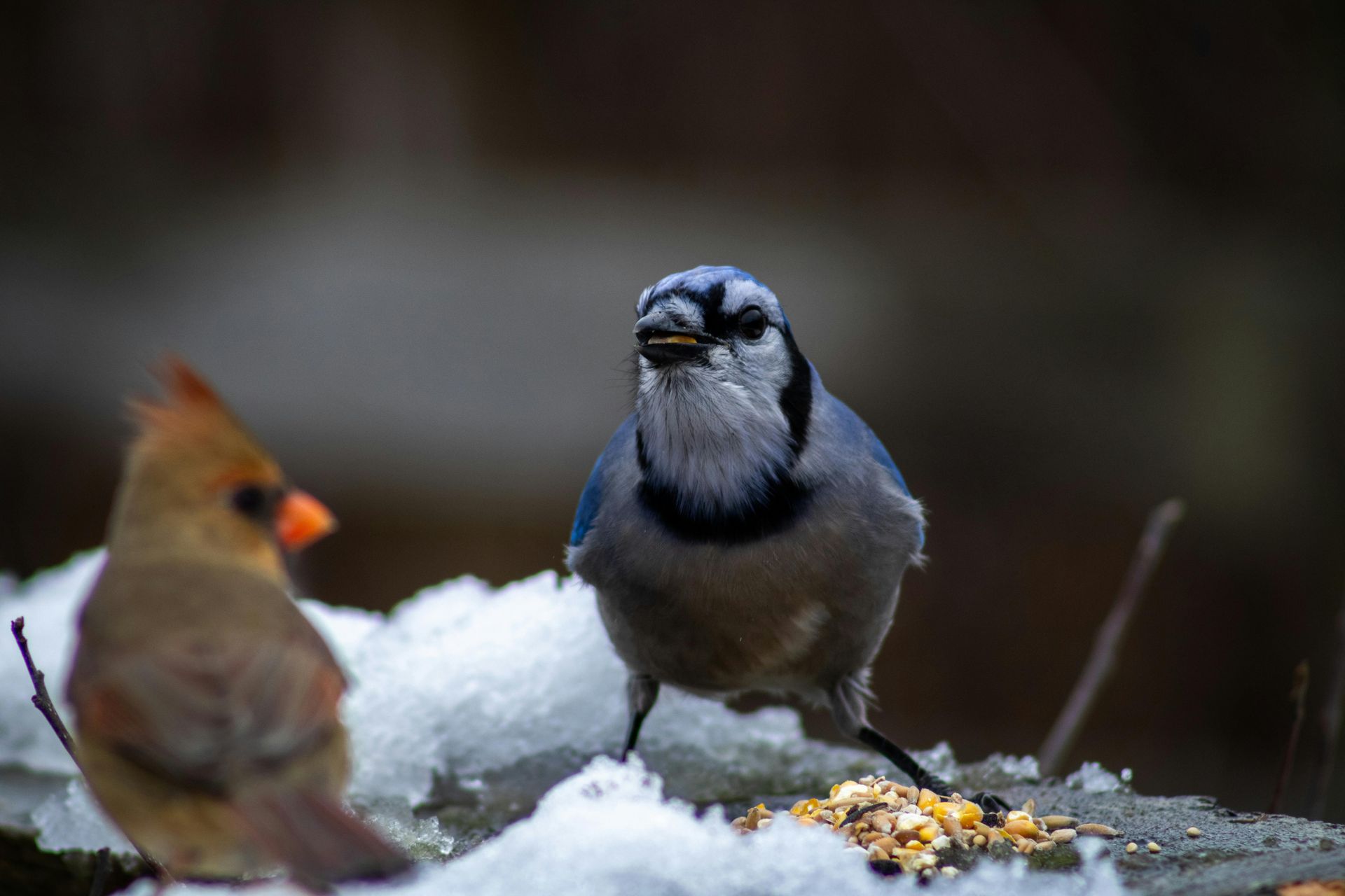 Blue jay with food in its beak, and a red cardinal in snow.