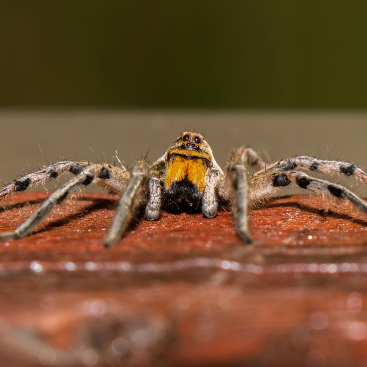 A close up of a spider on a brick wall.