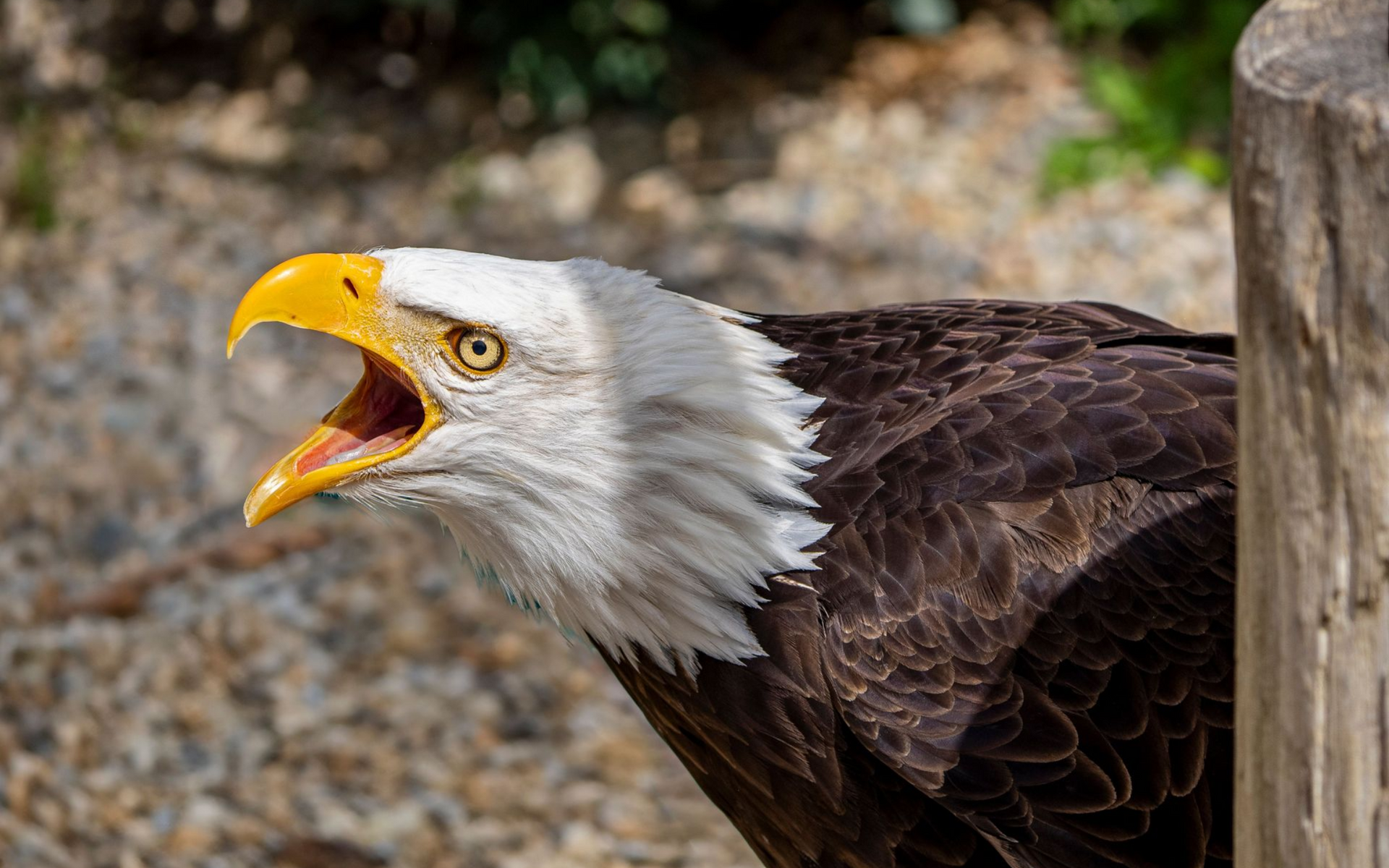 Bald eagle with open beak on gravel, white head and dark brown body, shown in profile