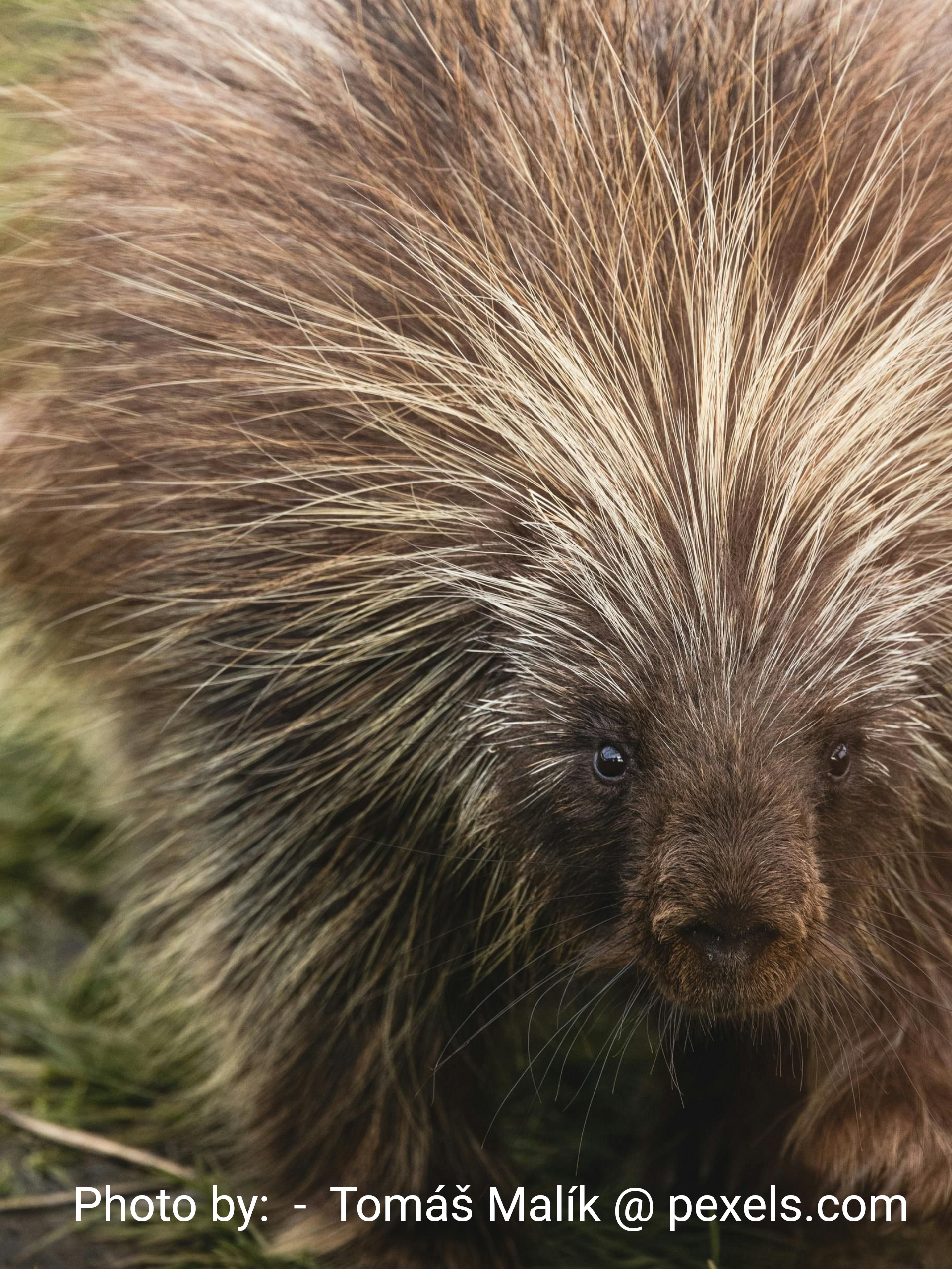 Porcupine with brown fur and quills, looking at the camera.