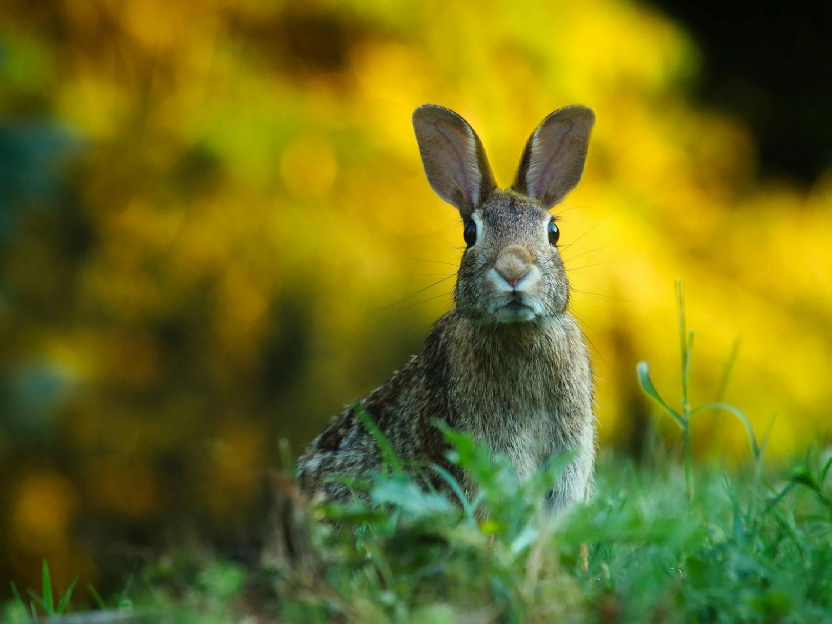 Rabbit in brown and grey fur sits in green grass, with a blurred yellow background.