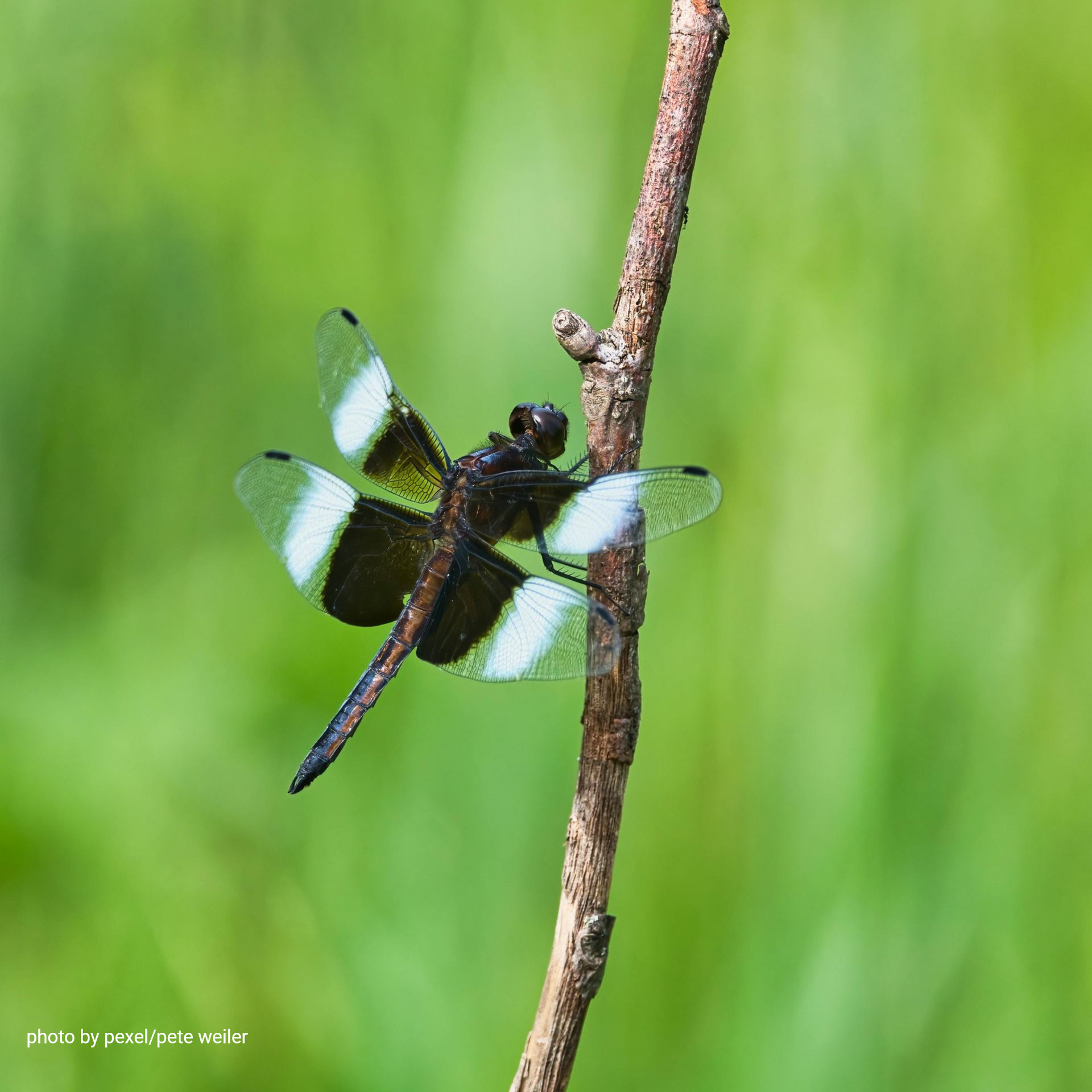 Common Green Darner Dragonfly on bark