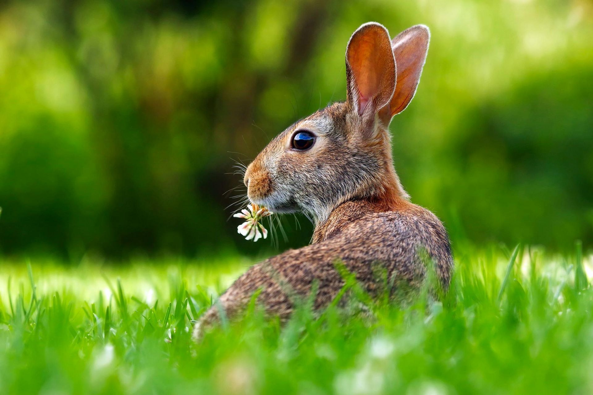 Brown rabbit in lush green grass, holding a white flower in its mouth.