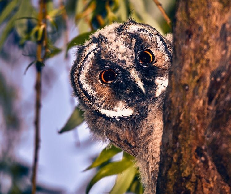 Flammulated Owl