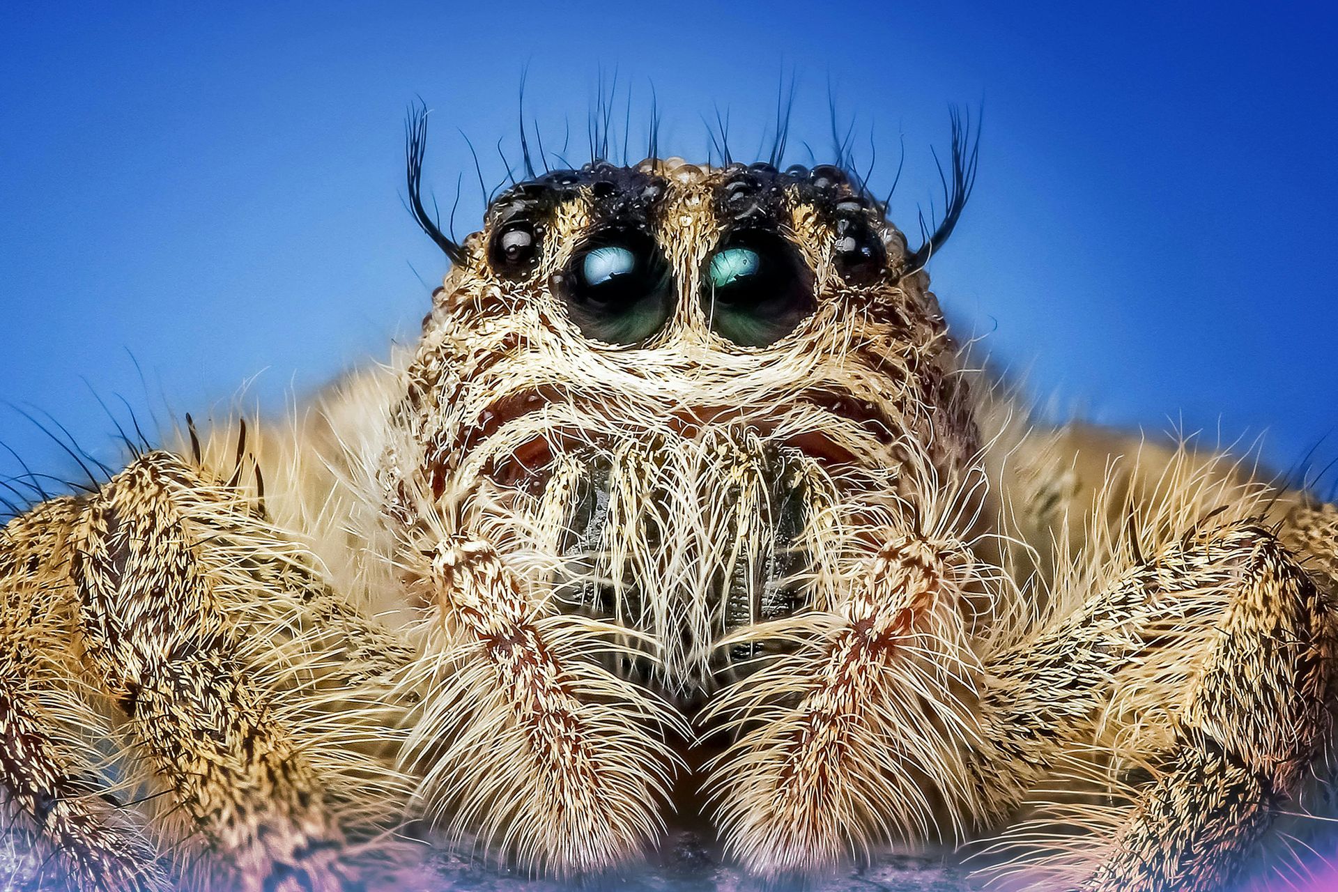 Close-up of a jumping spider with large eyes, brown and tan fur, and a blue background.