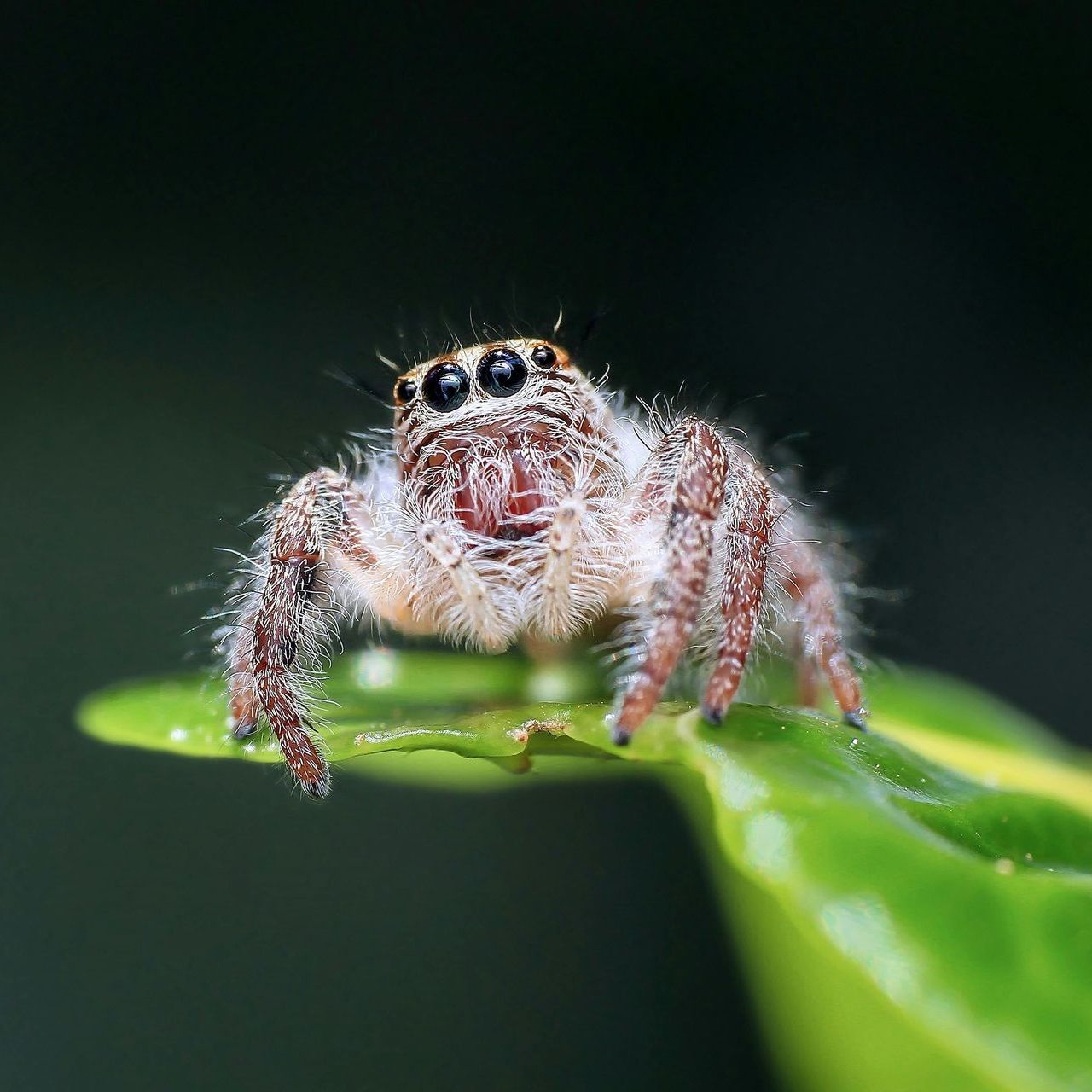 A small spider is sitting on top of a green leaf.