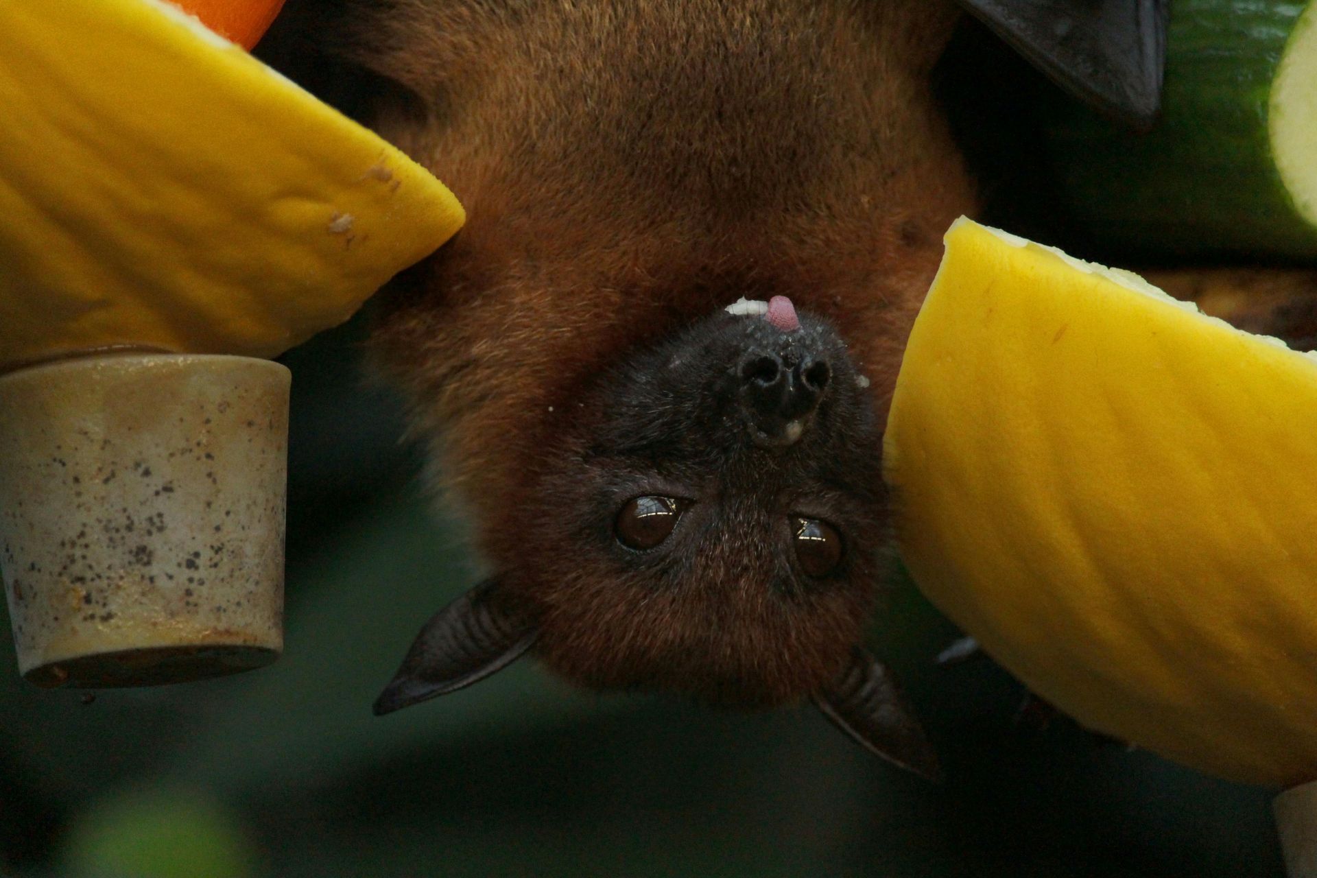 Bat hanging upside down, eating fruit; brown fur, pink tongue, yellow melon.