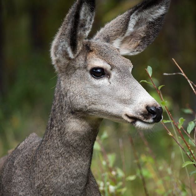 A close up of a deer standing in the grass looking at the camera.