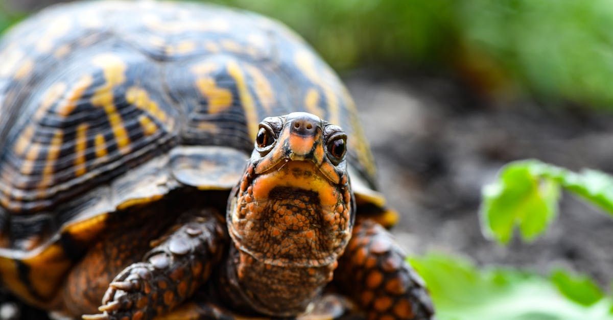 Box turtle with brown and yellow shell, looking directly at the viewer.