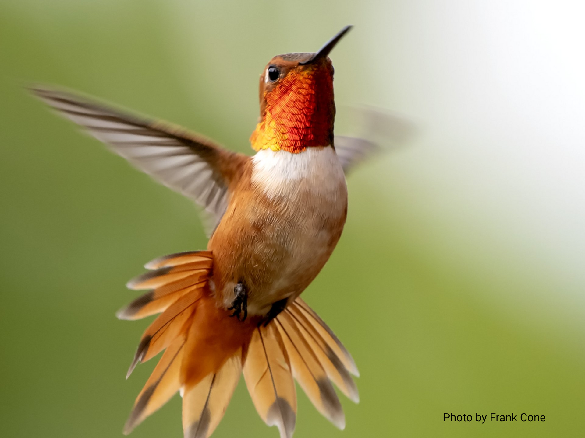 An orange Rufous hummingbird hovers mid-air against a soft green background, with its wings blurred in motion.
