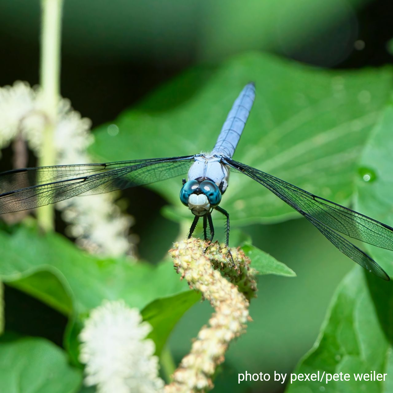 Blue Dasher Dragonfly on a leaf.