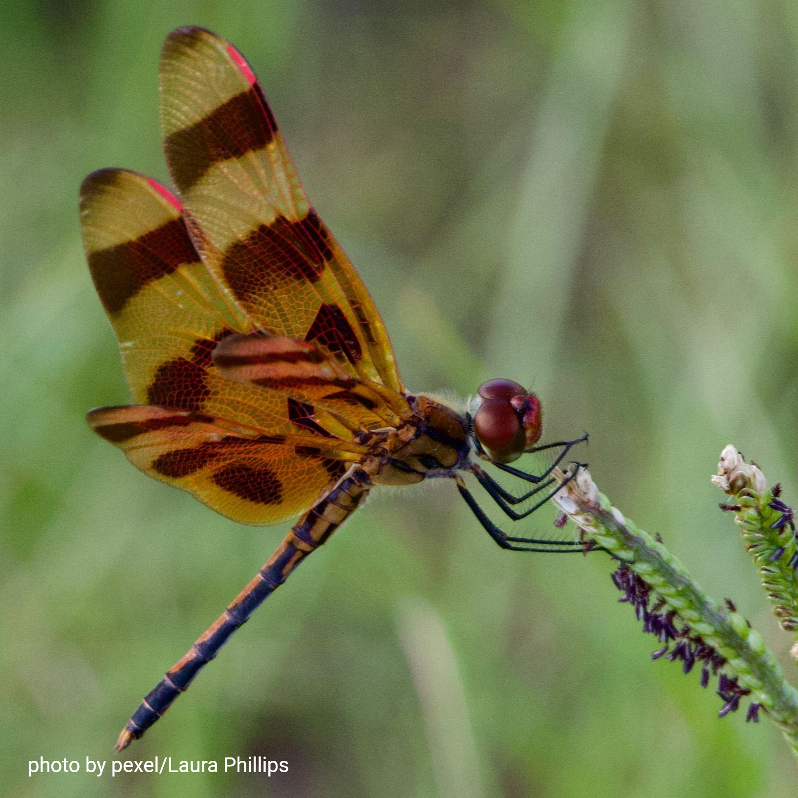 Halloween Pennant Dragonfly