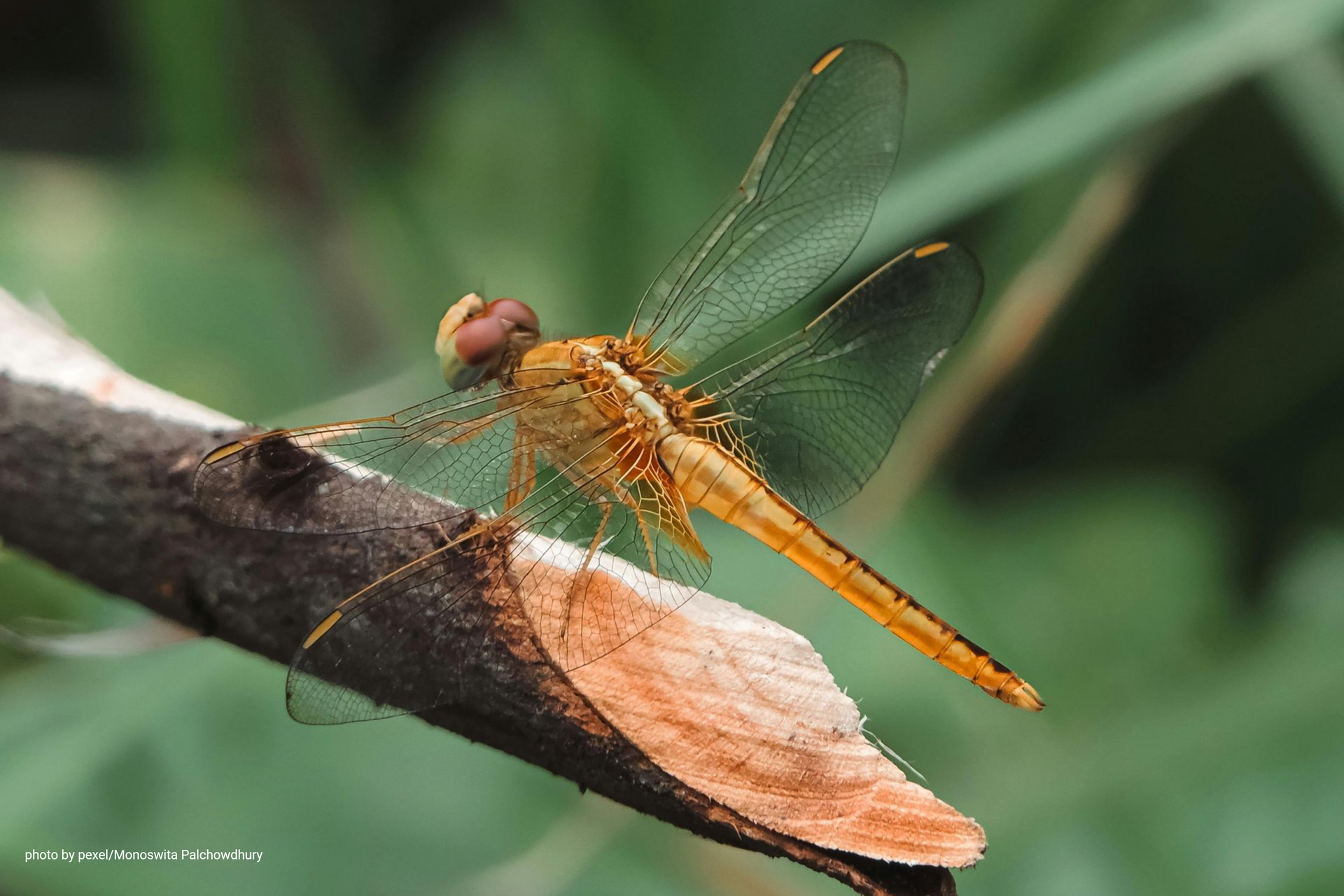 Orange dragonfly perched on a leaf, with translucent wings against a green background