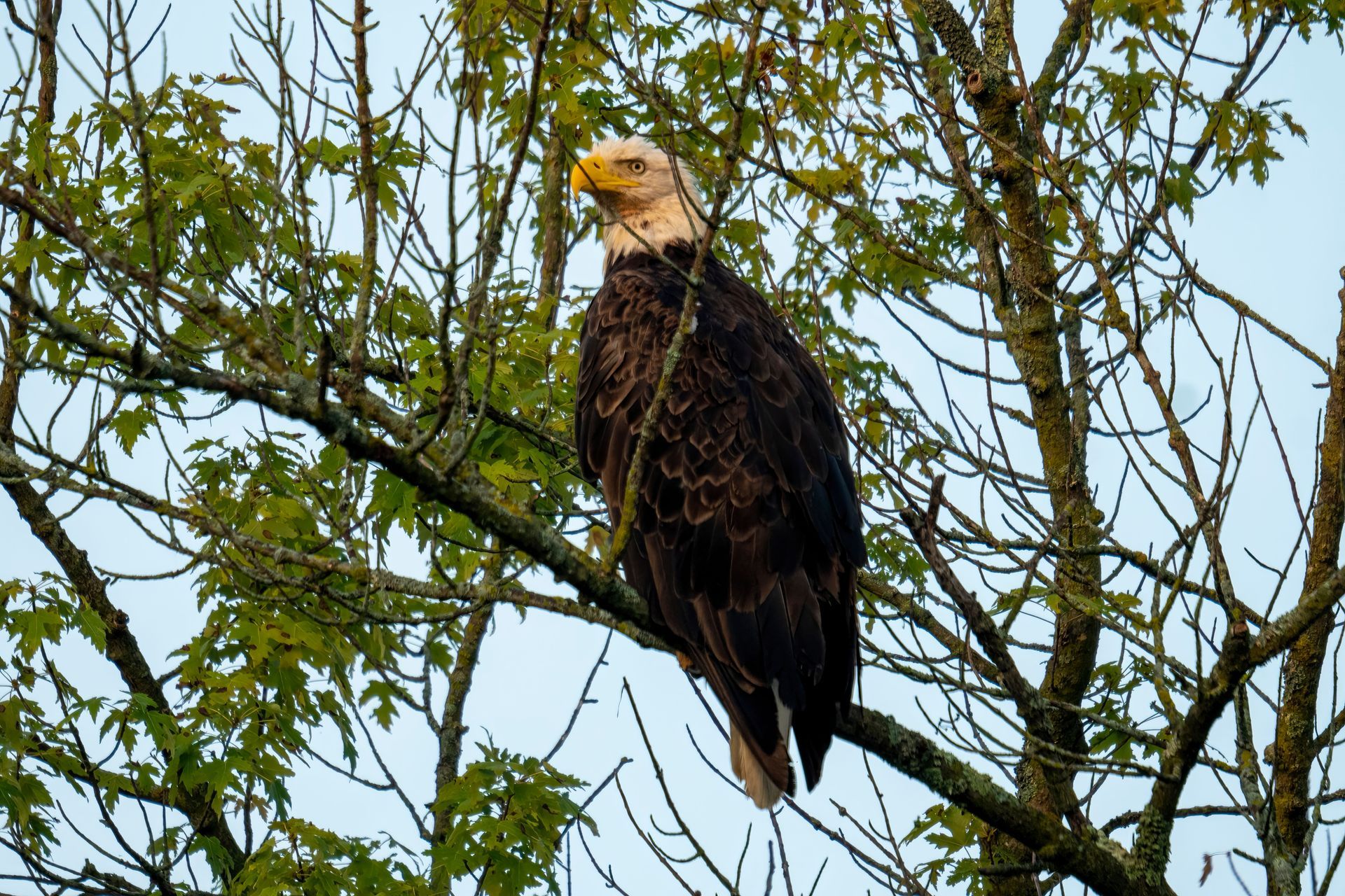 Bald eagle perched in a tree with green leaves against the sky