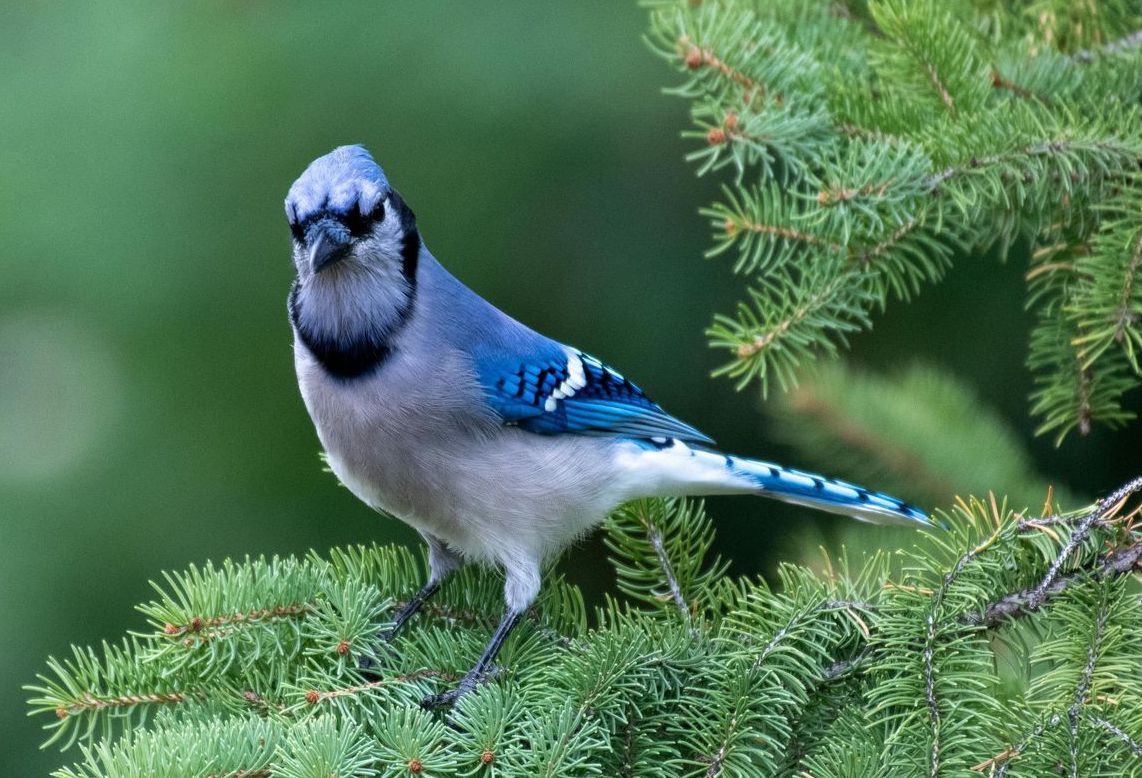 Blue Jay perched on a pine branch, looking forward, with blue, black, and white plumage.