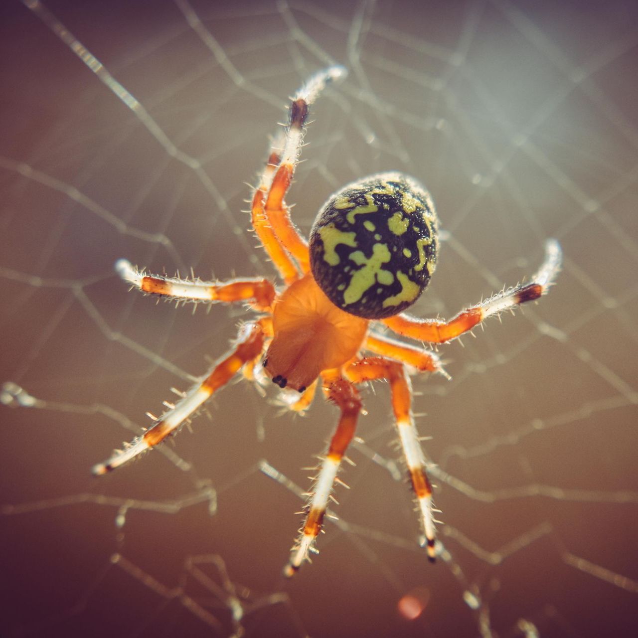 A close up of a spider on a web