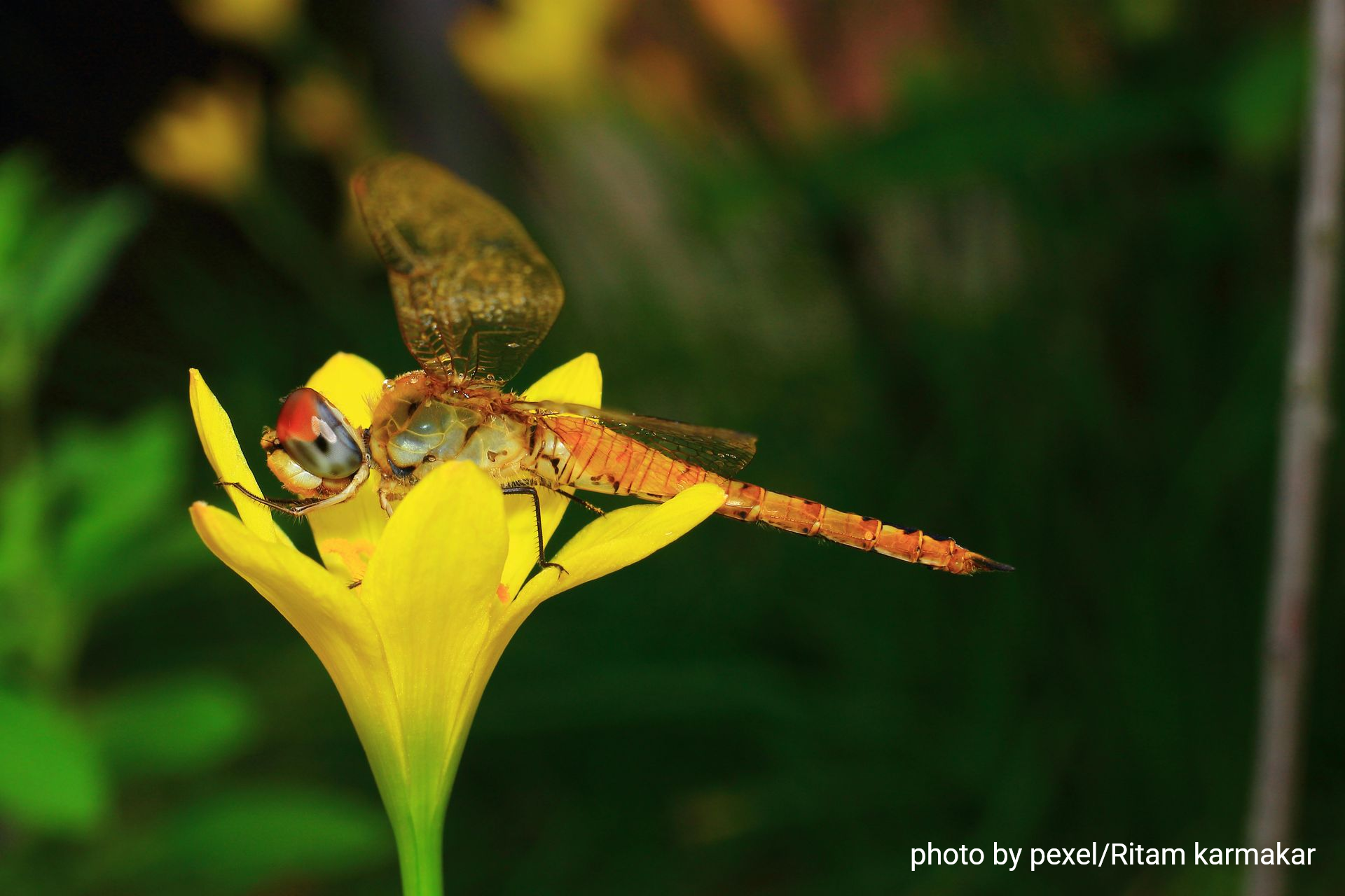Dragonfly perched on a yellow flower against a blurred green background