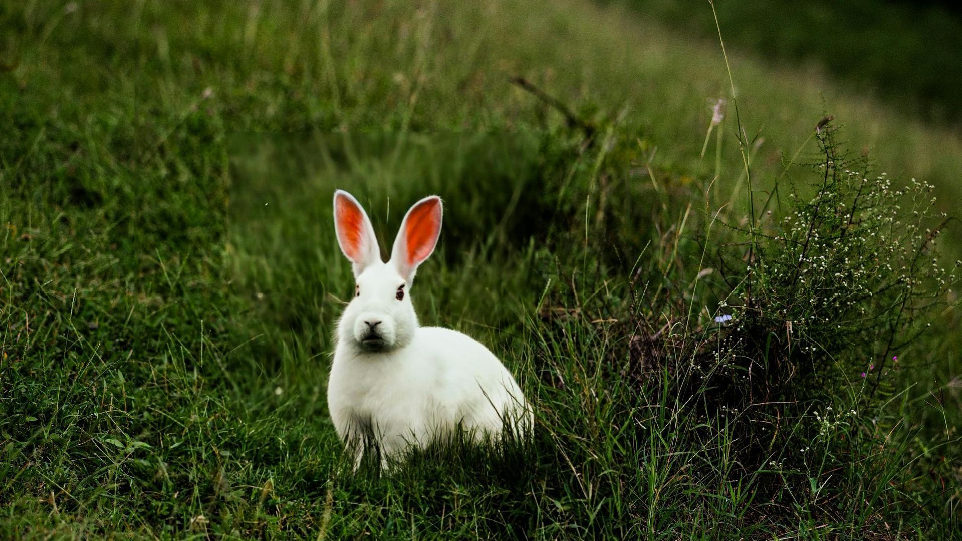 White rabbit with pink-lined ears in tall green grass on a hillside.