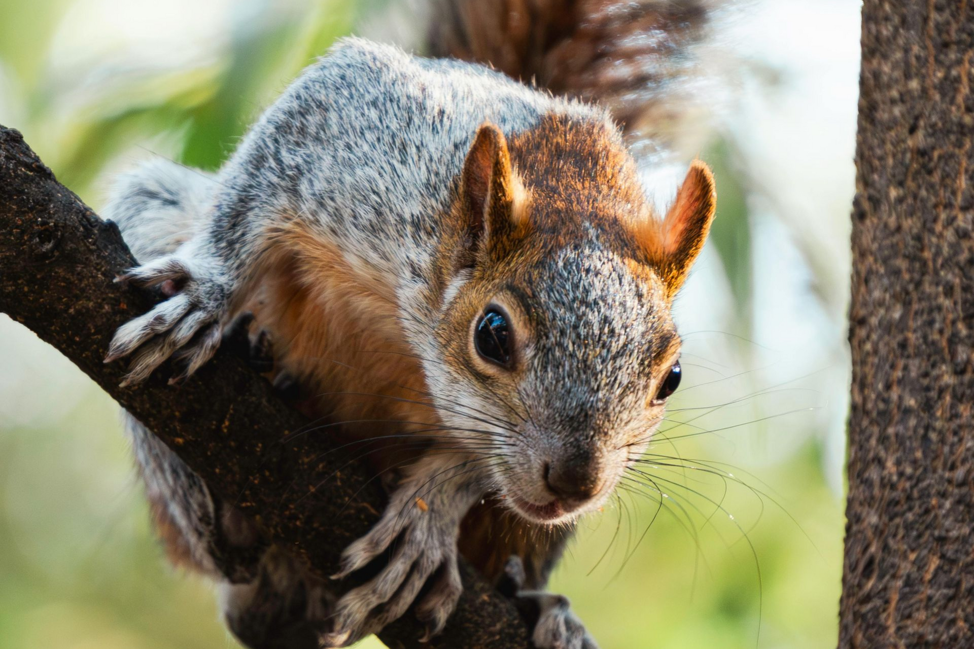 Squirrel perched on a tree branch, peering forward with its paws gripping the bark.