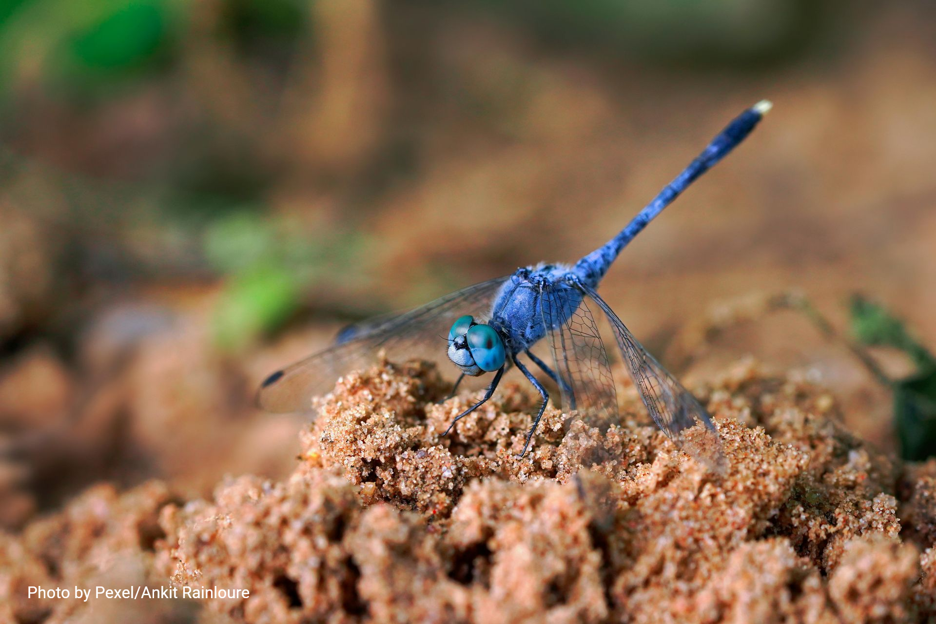 Blue dragonfly perched on sandy soil, wings spread against a blurred green background