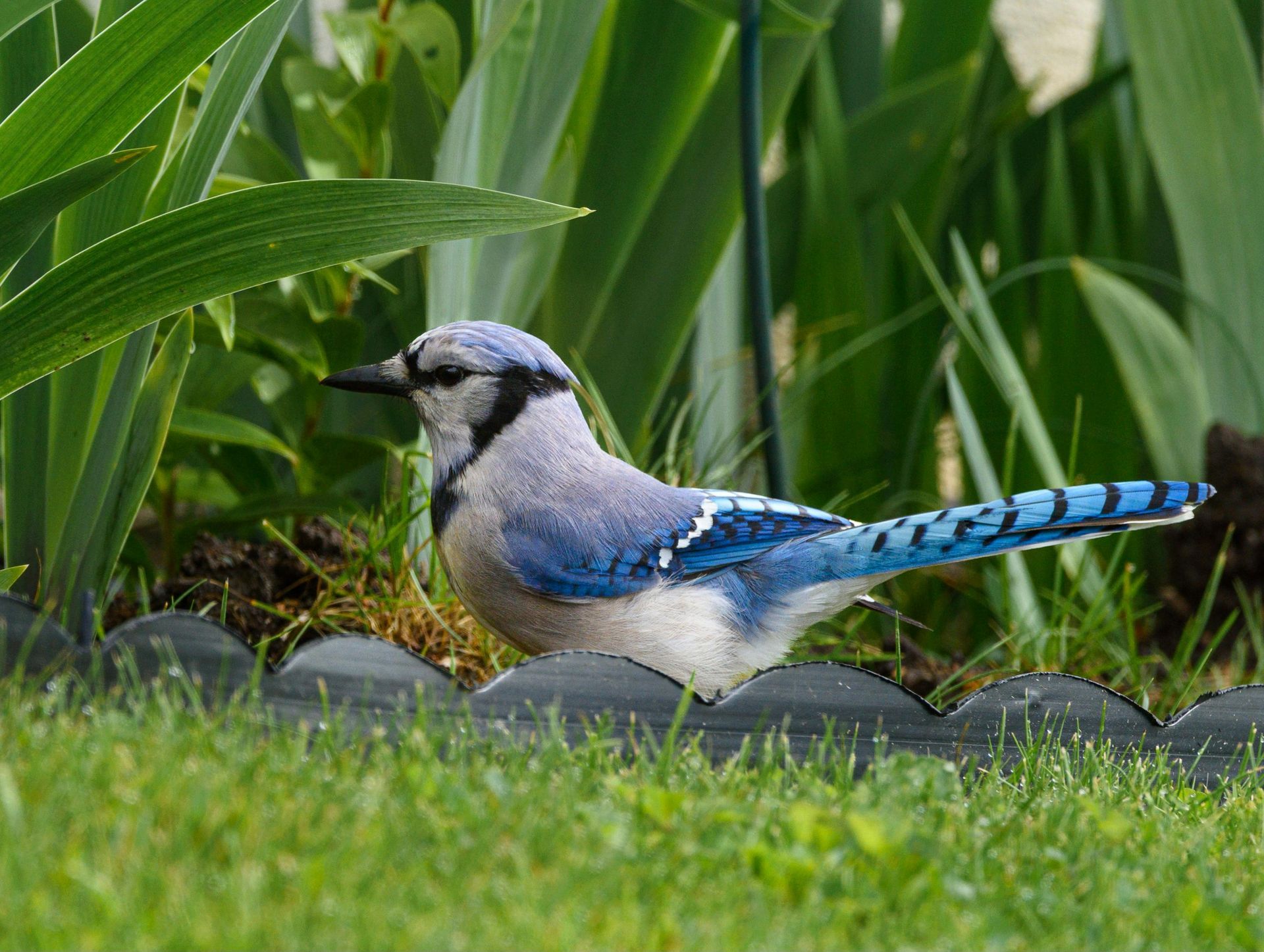 Blue jay perched in garden with green grass and foliage.