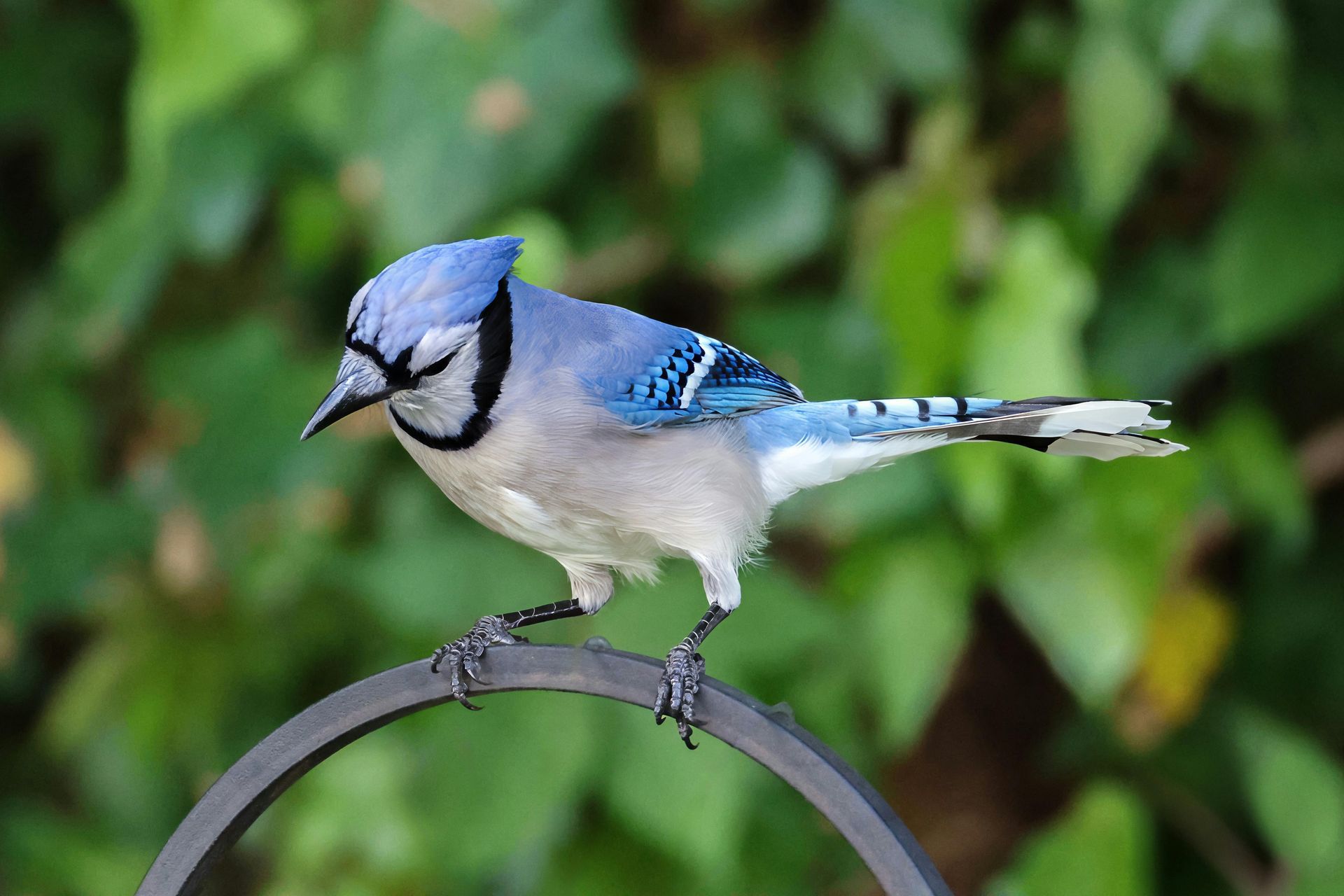 Blue jay perched on a metal ring; blue, white, and black feathers with green foliage in the background.
