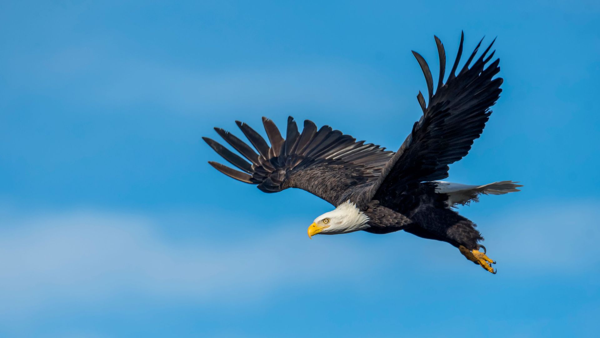 Bald eagle flying against a blue sky with wings spread wide