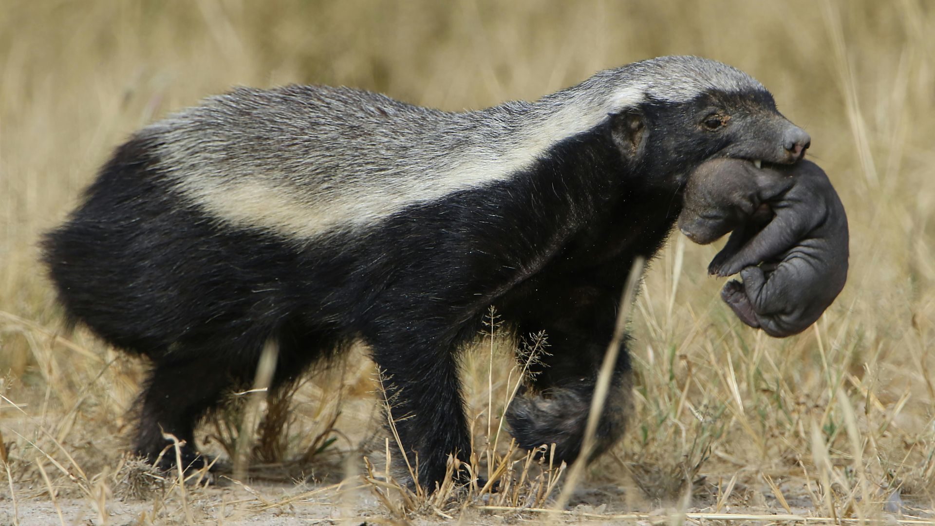 Honey badger carrying a baby in its mouth, walking in tall grass. Black and white fur.