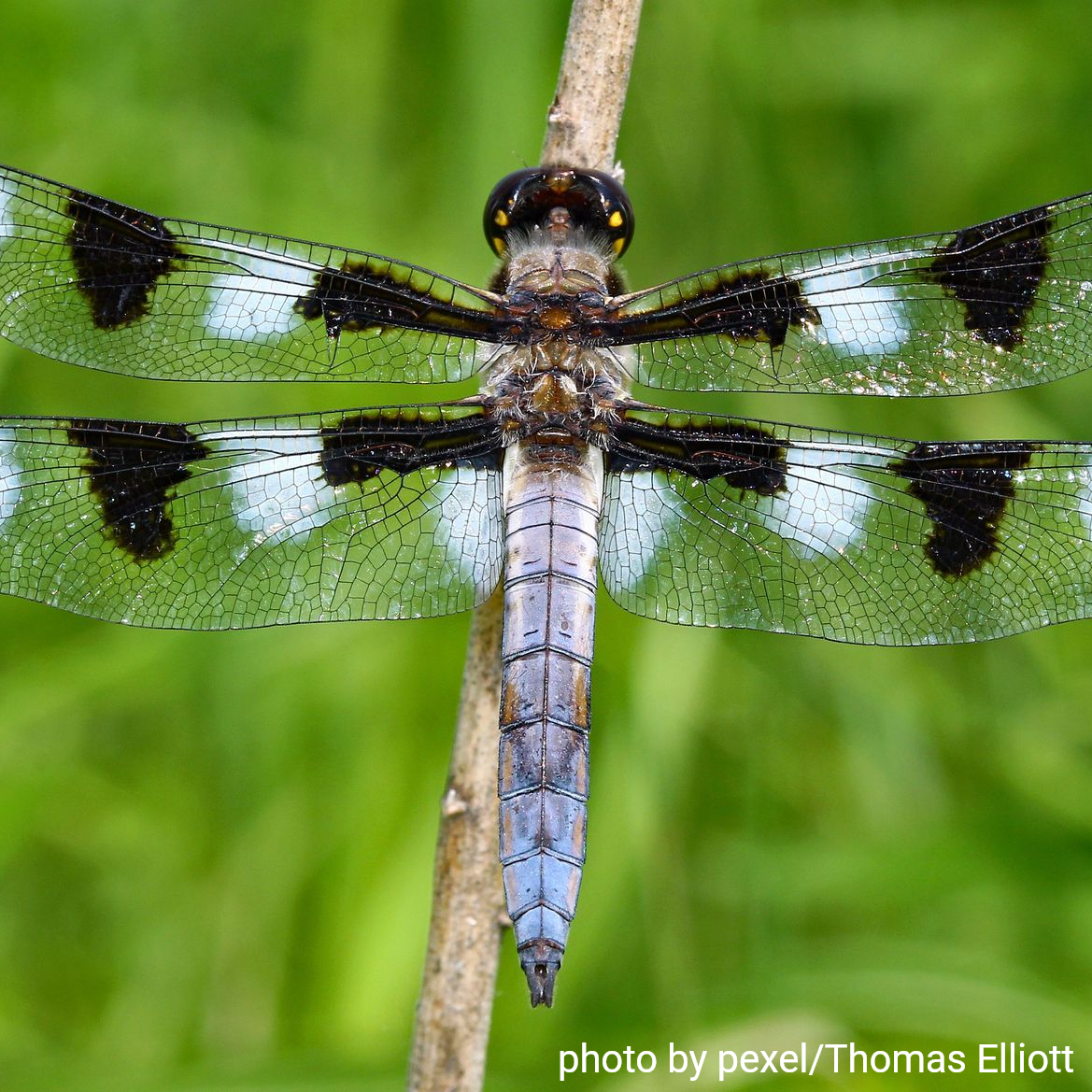 Twelve-Spotted Skimmer Dragonfly